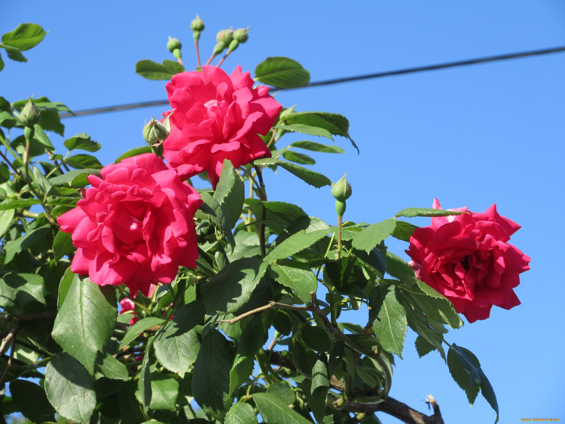 цветы, розы, весна, 2018