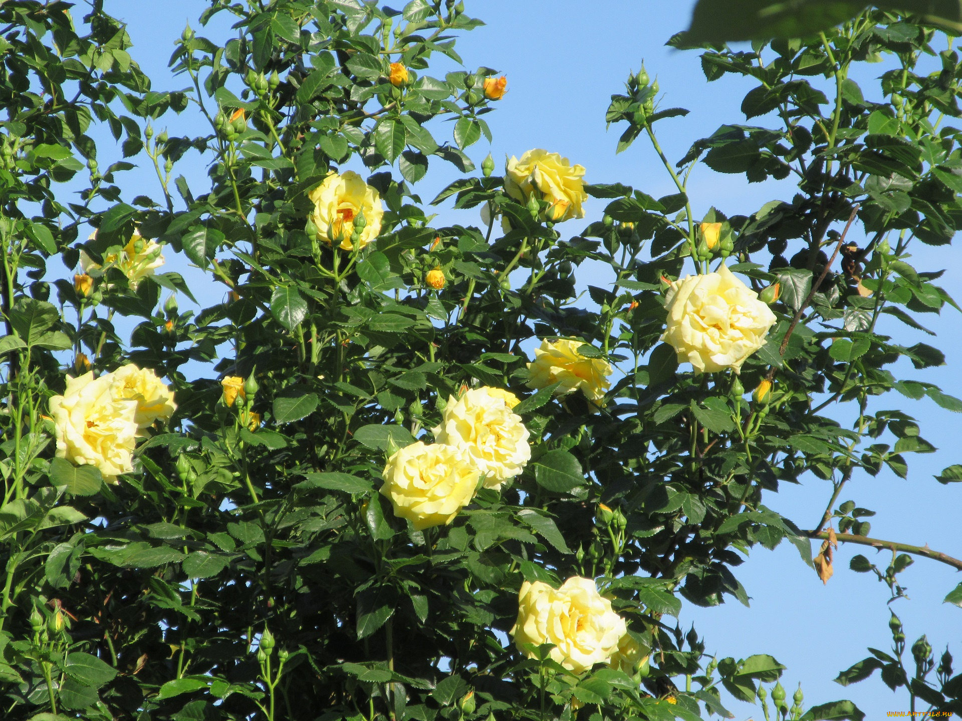 цветы, розы, весна, 2018