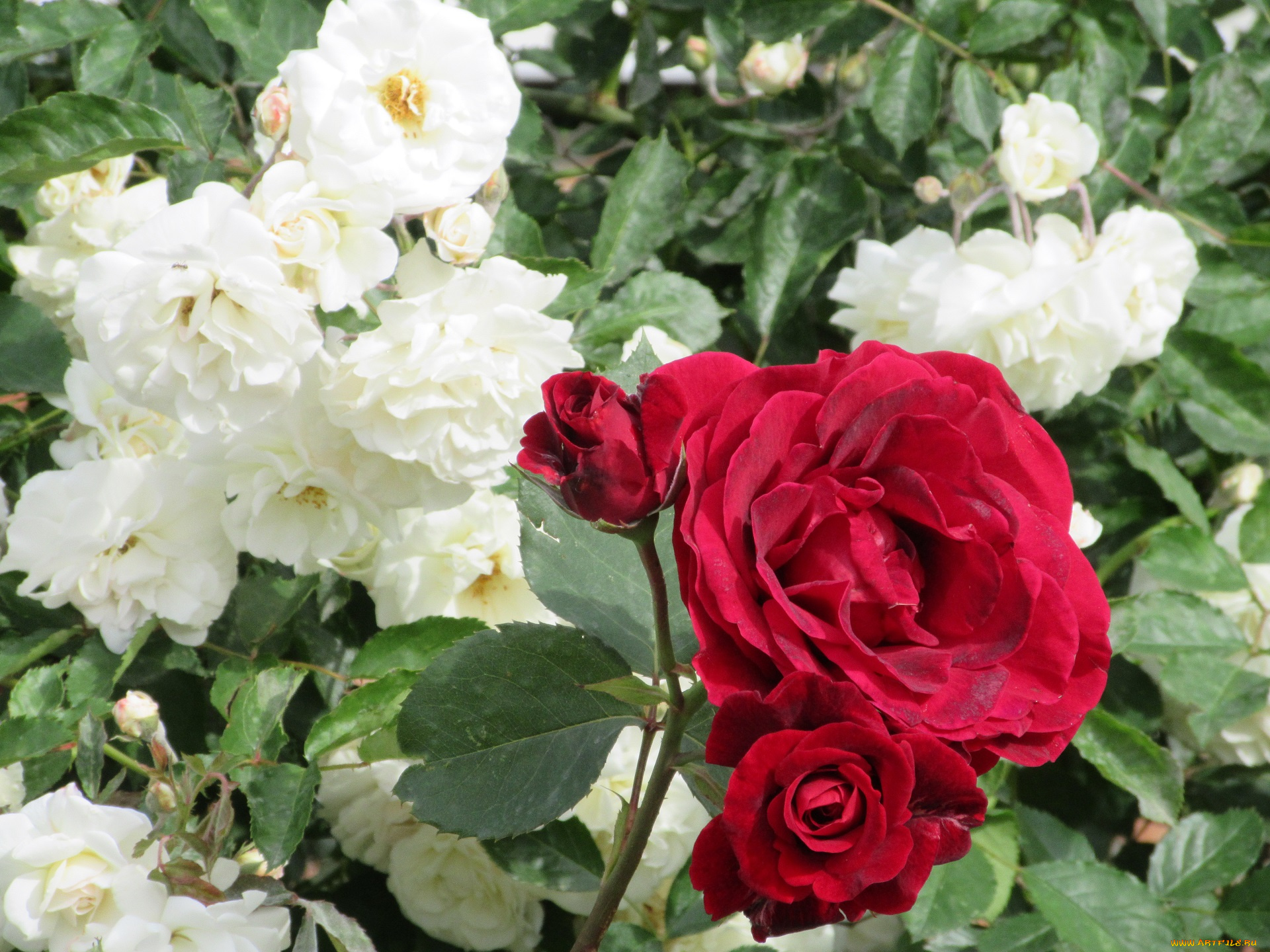 цветы, розы, весна, 2018