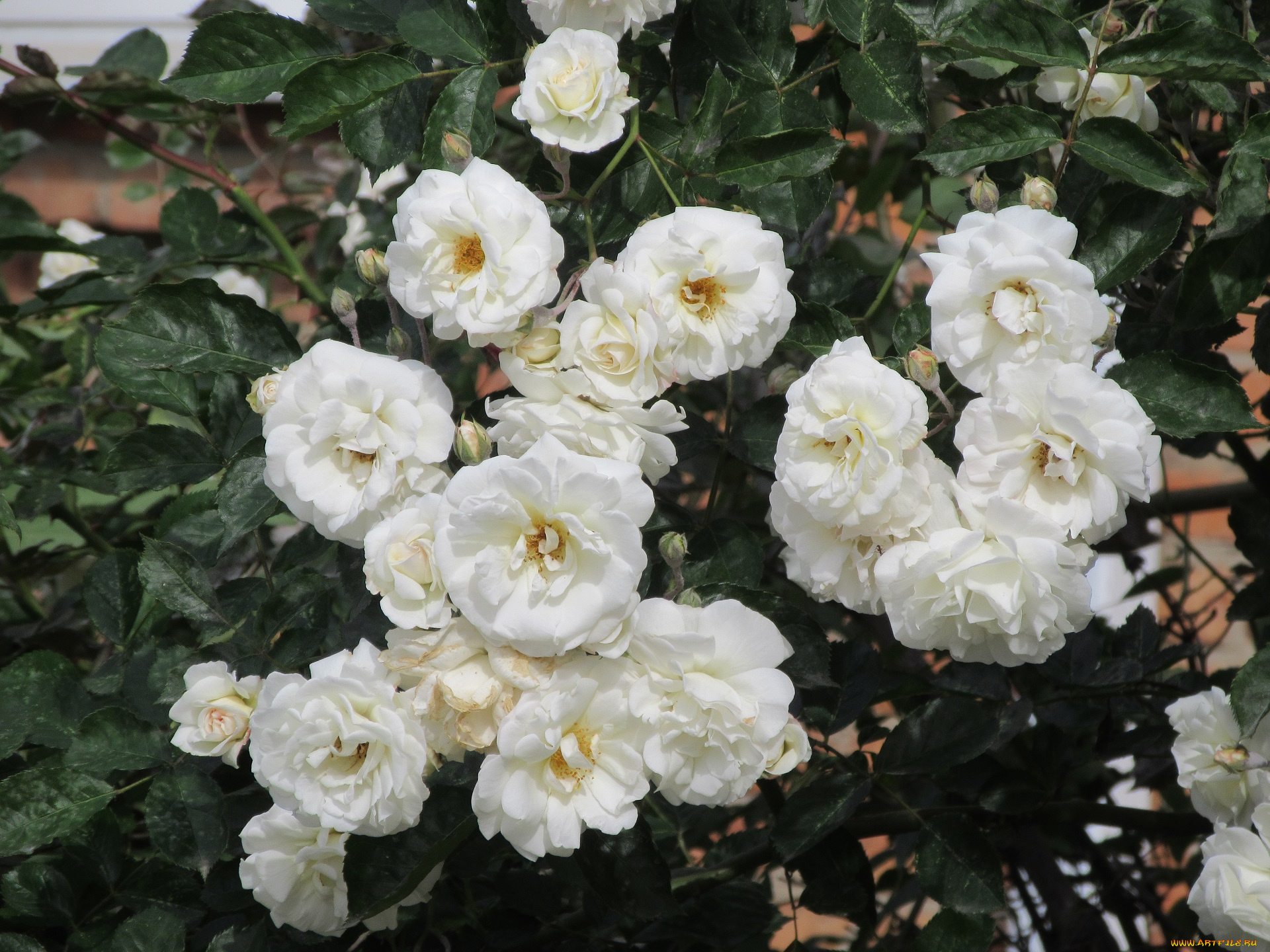 цветы, розы, весна, 2018