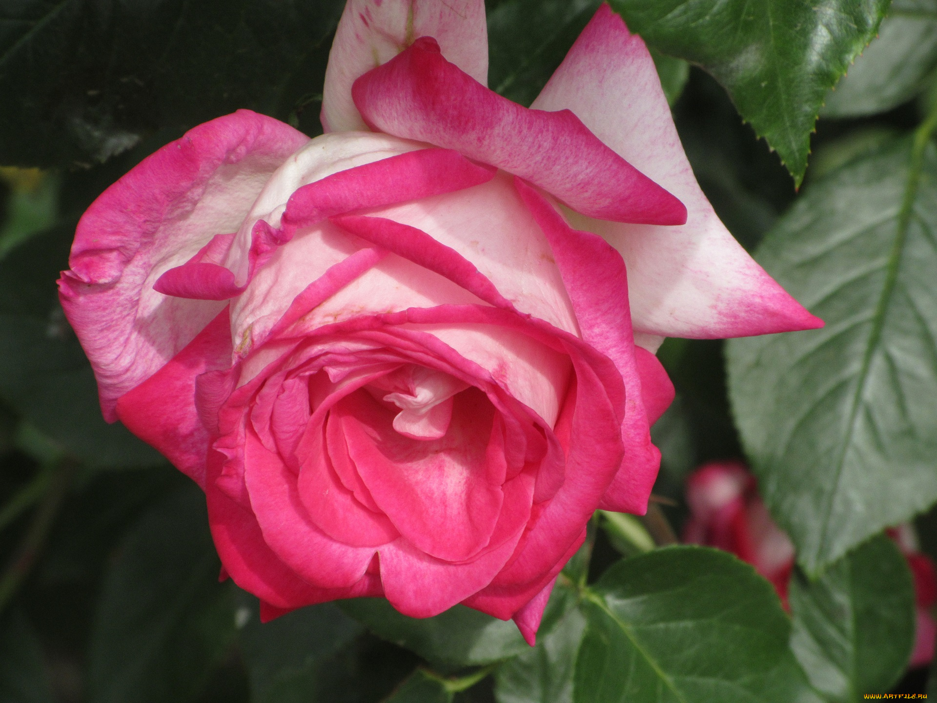 цветы, розы, весна, 2018