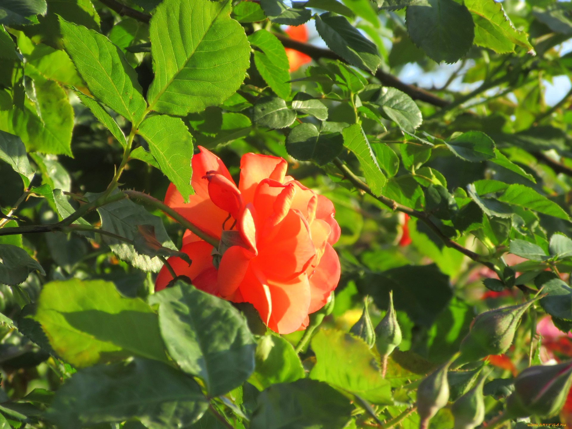 цветы, розы, весна, 2018