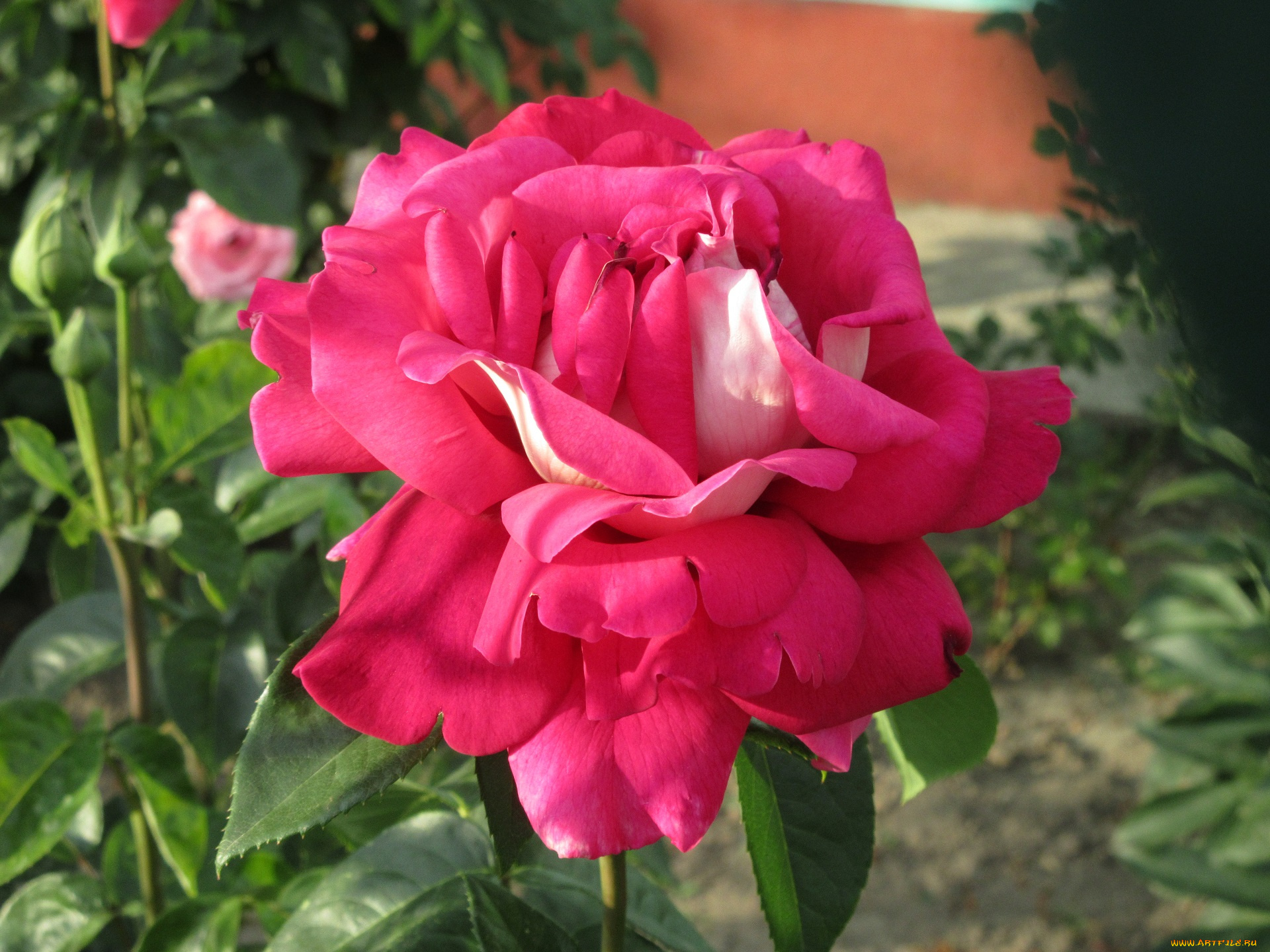 цветы, розы, весна, 2018