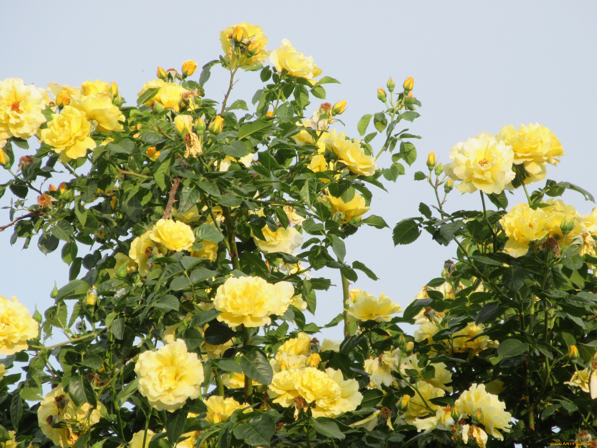 цветы, розы, весна, 2018