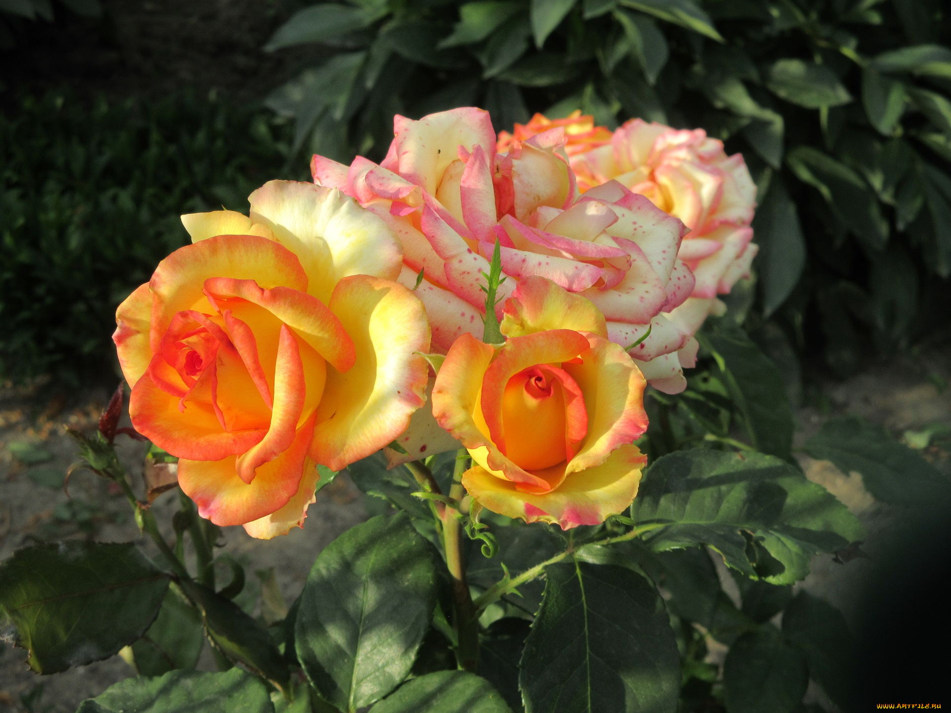 цветы, розы, весна, 2018