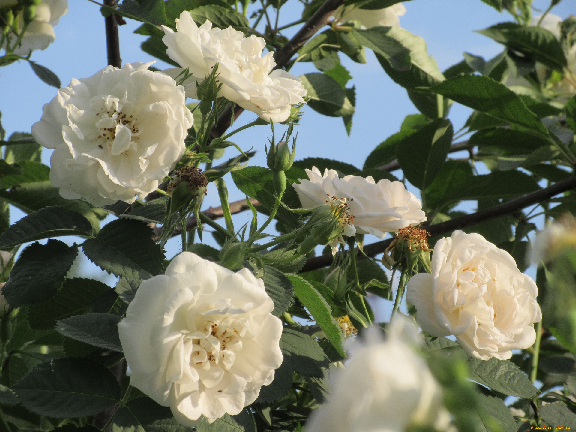 цветы, розы, весна, 2018