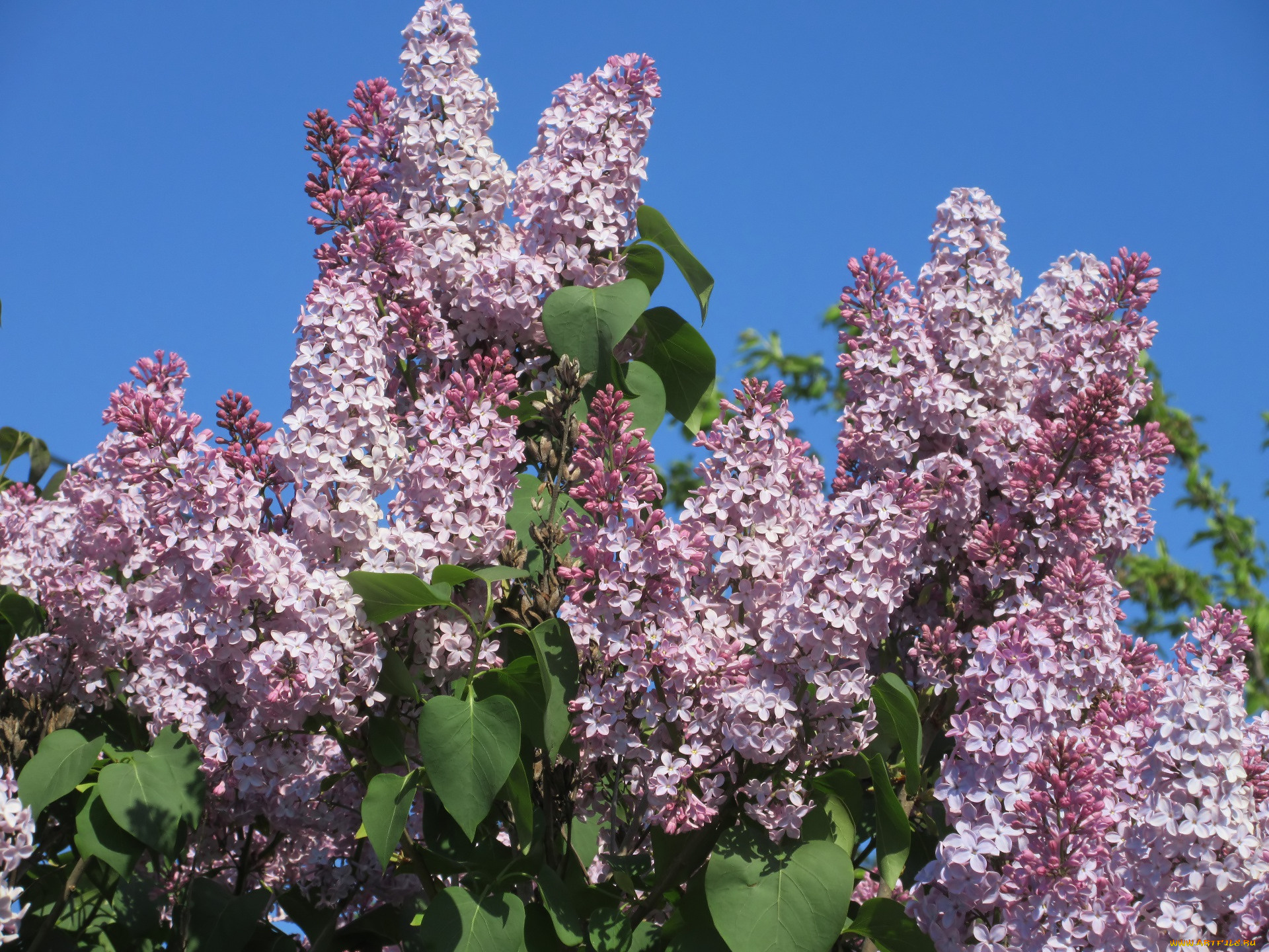 цветы, сирень, весна, 2018