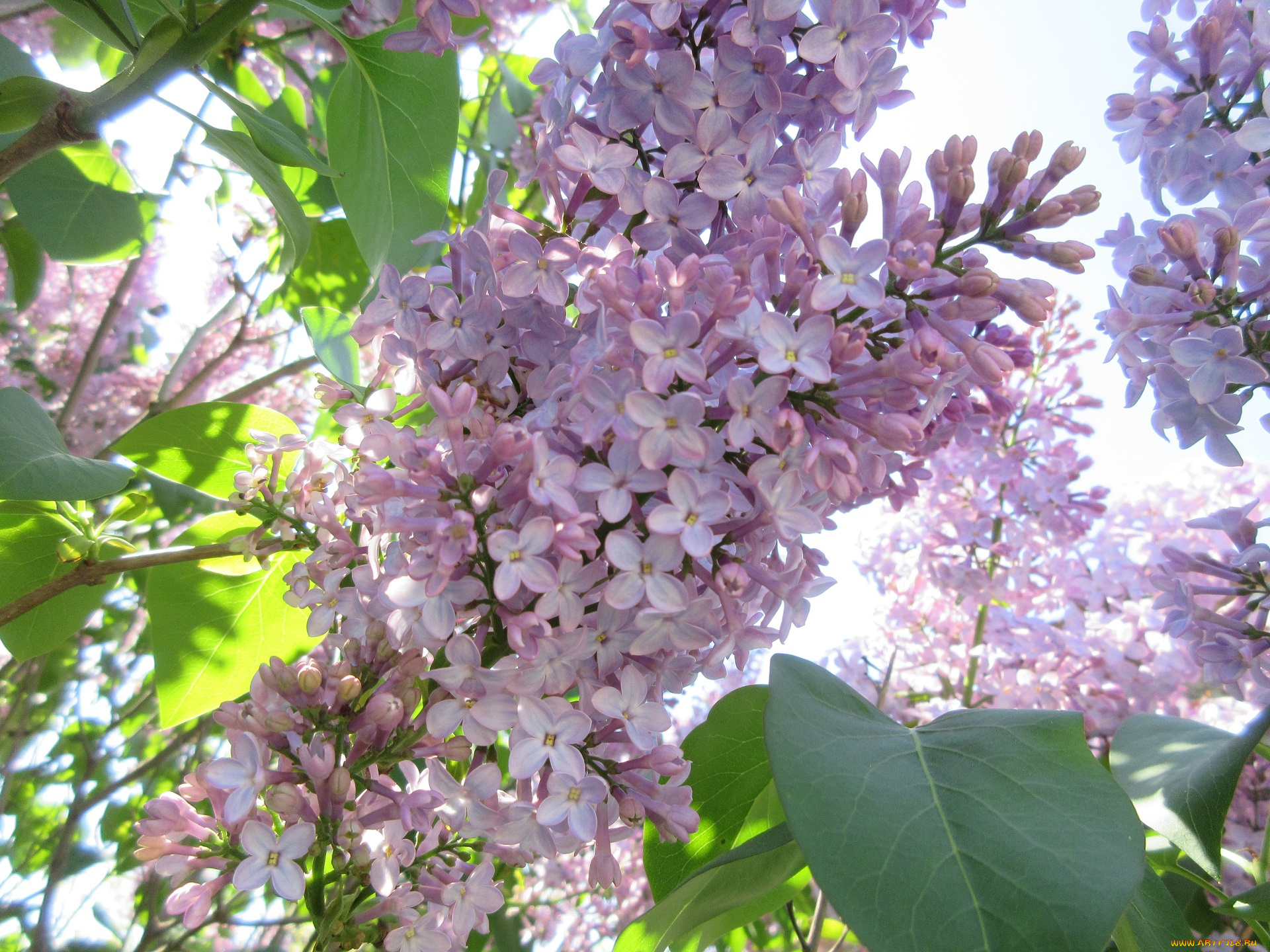 цветы, сирень, весна, 2018