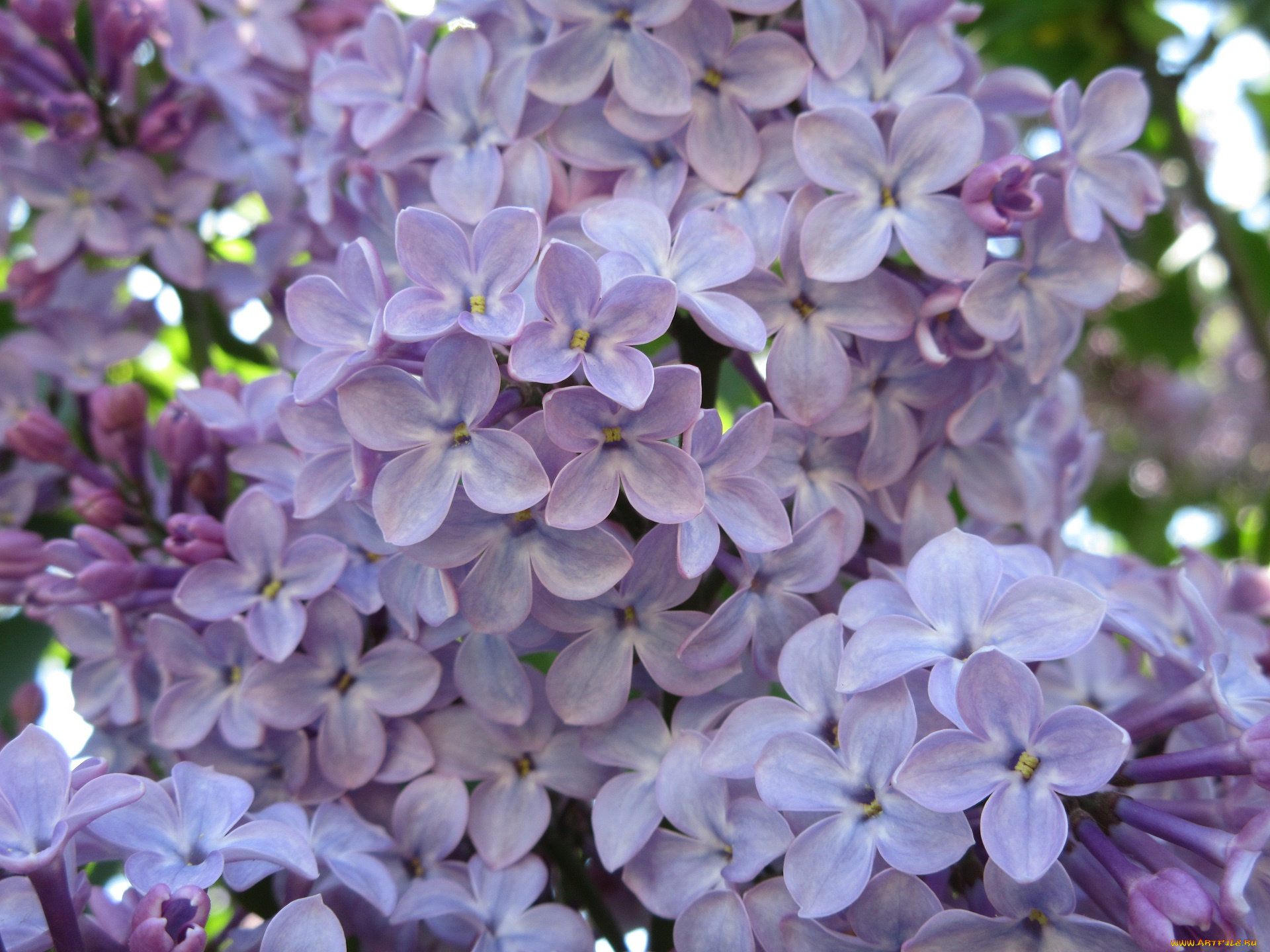 цветы, сирень, весна, 2018