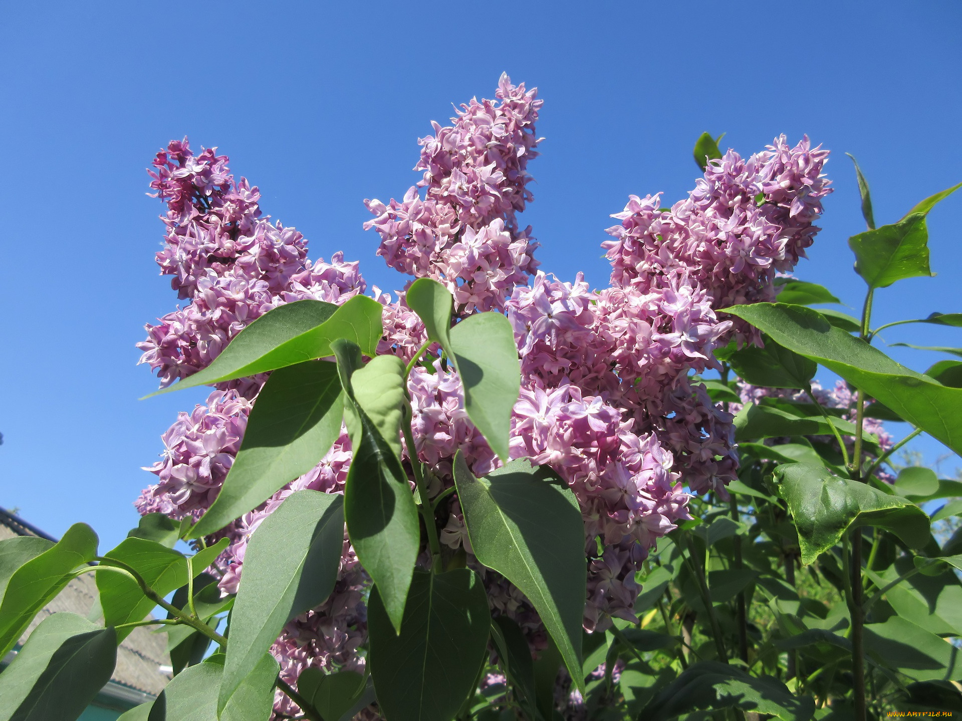 цветы, сирень, весна, 2018