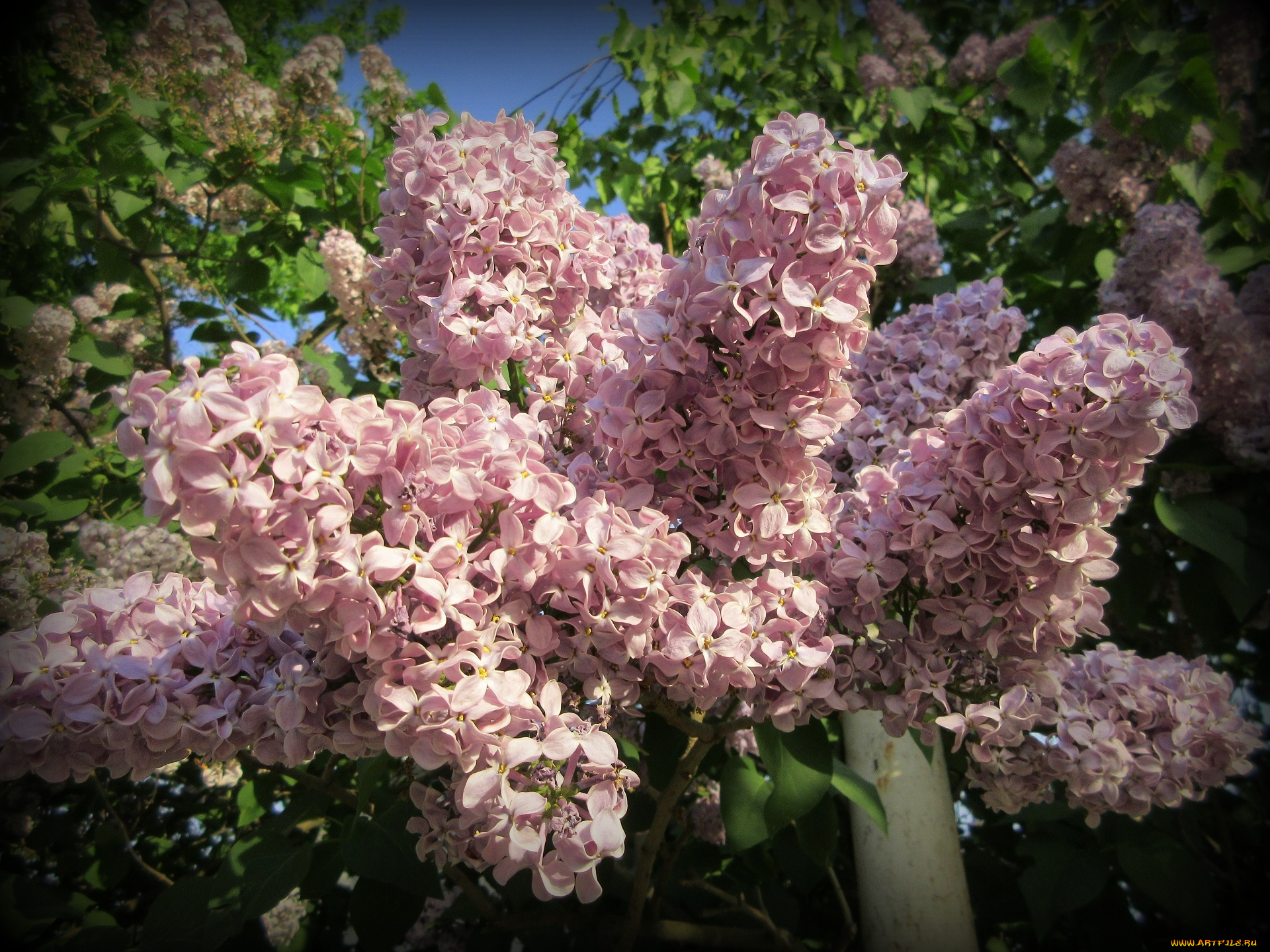 цветы, сирень, весна, 2018