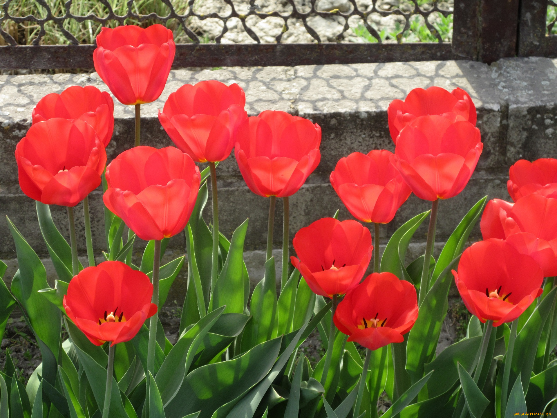 цветы, тюльпаны, весна, 2018