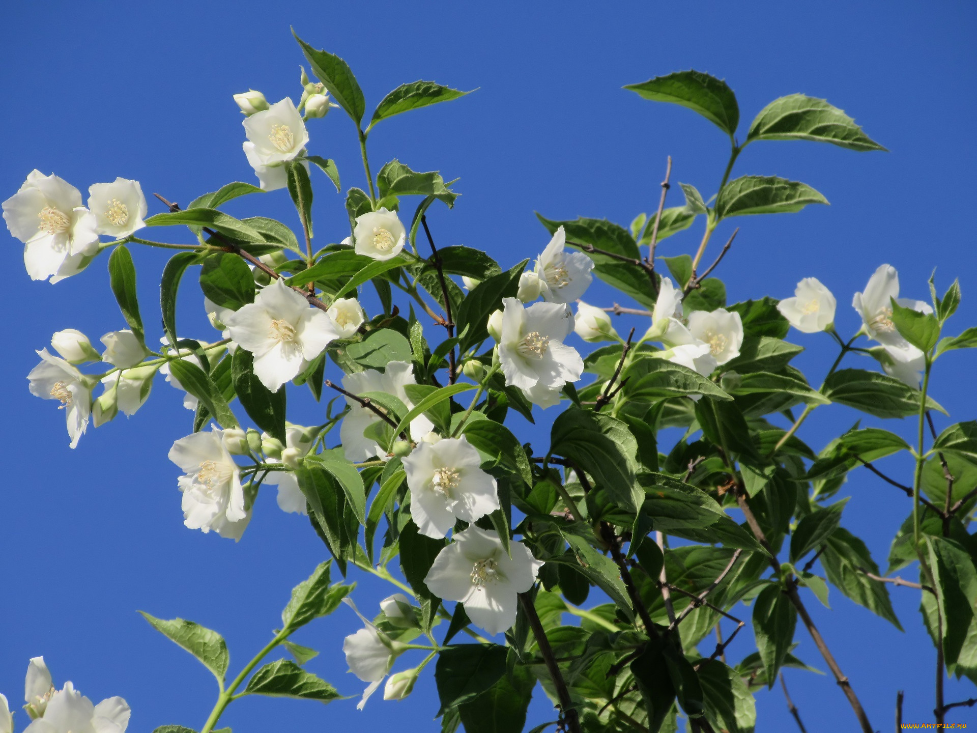 цветы, жасмин, весна, 2018