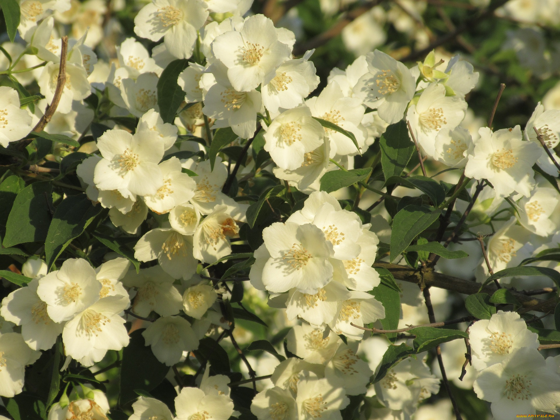 цветы, жасмин, весна, 2018