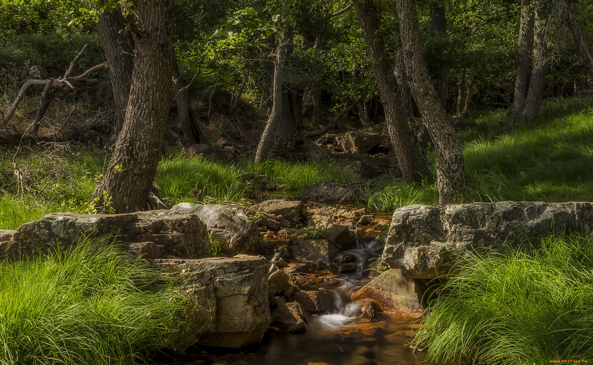 природа, лес, простор