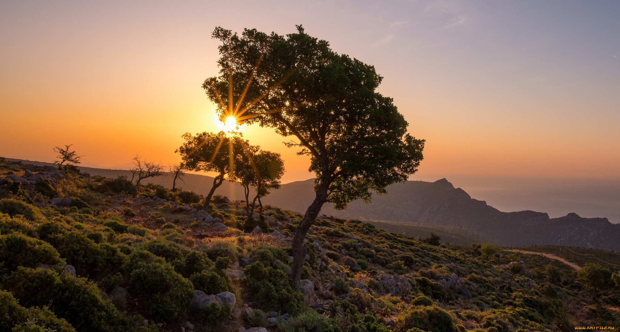 природа, деревья, простор