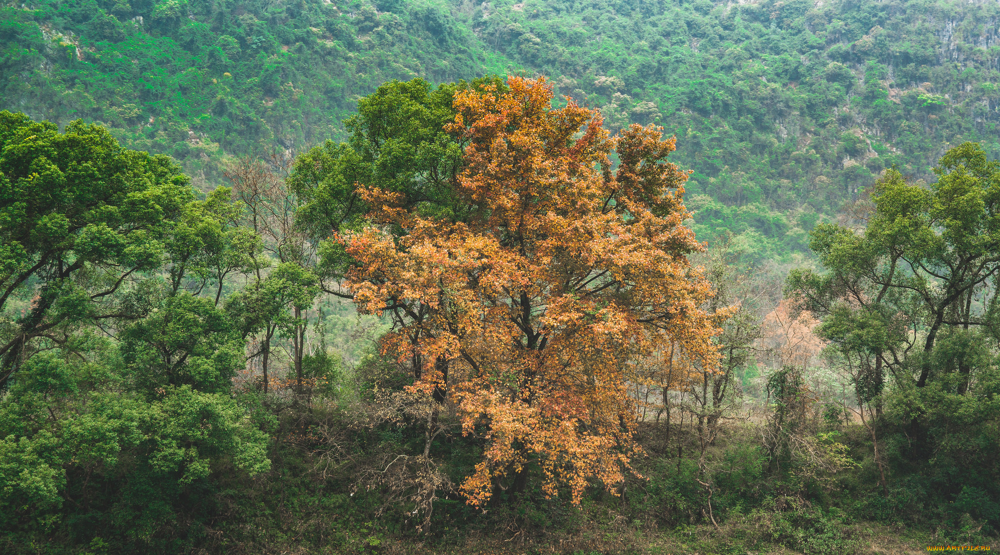 природа, лес, простор