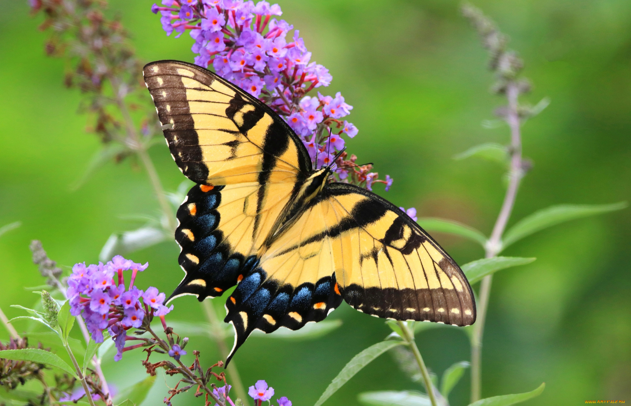 животные, бабочки, , мотыльки, , моли, бабочка