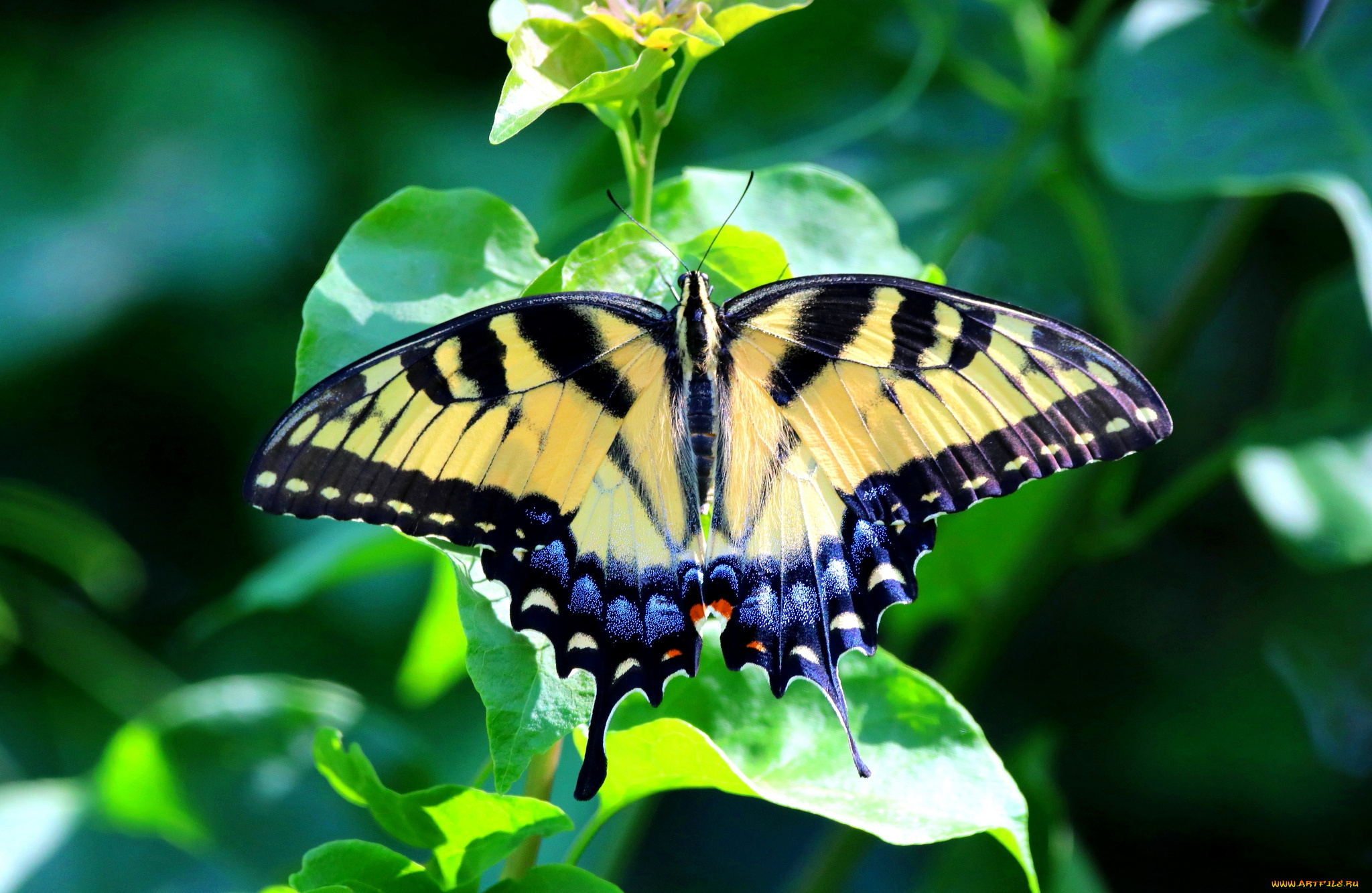 животные, бабочки, , мотыльки, , моли, бабочка