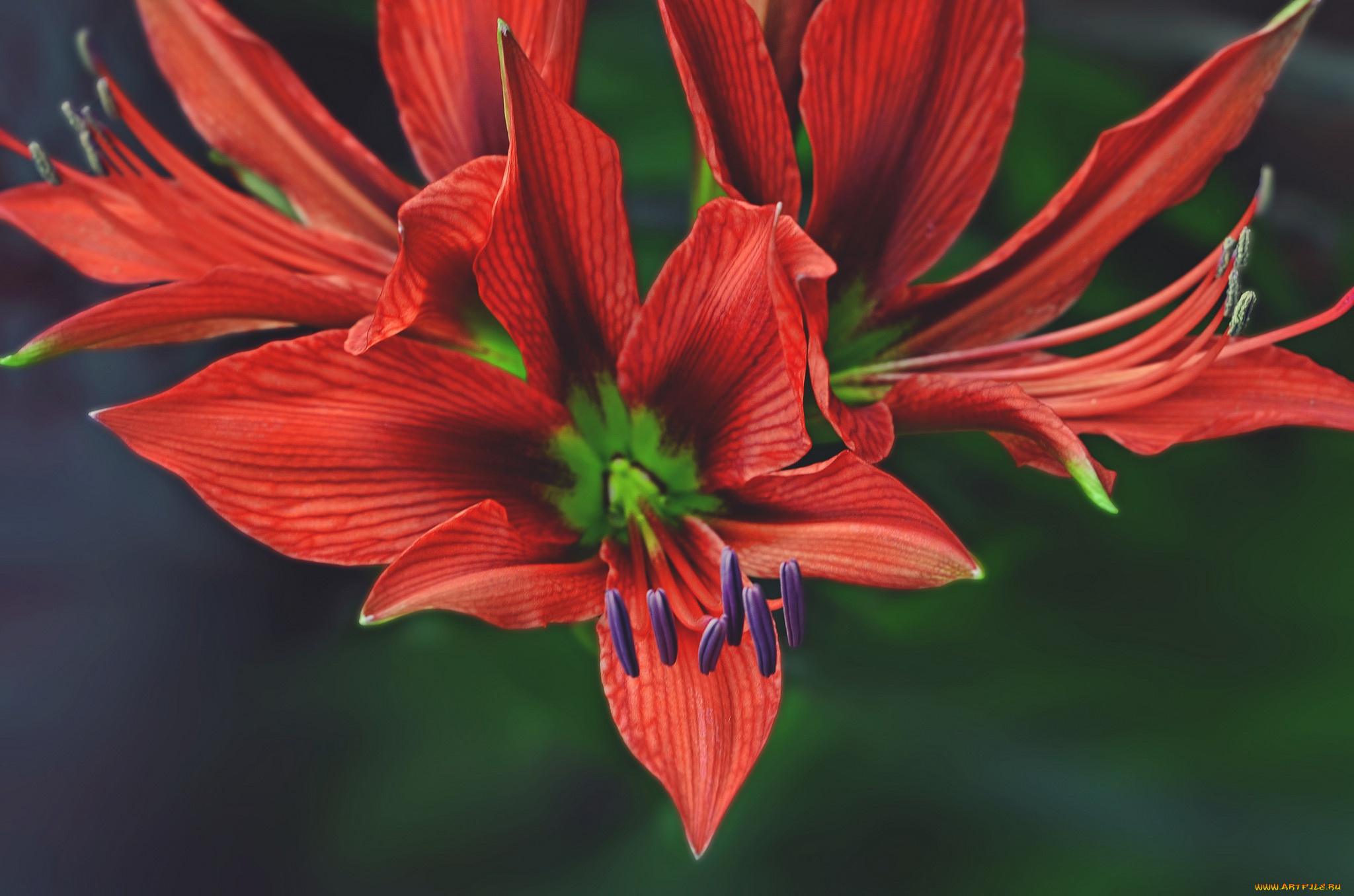 цветы, лилии, , лилейники, цветок, лепестки, макро