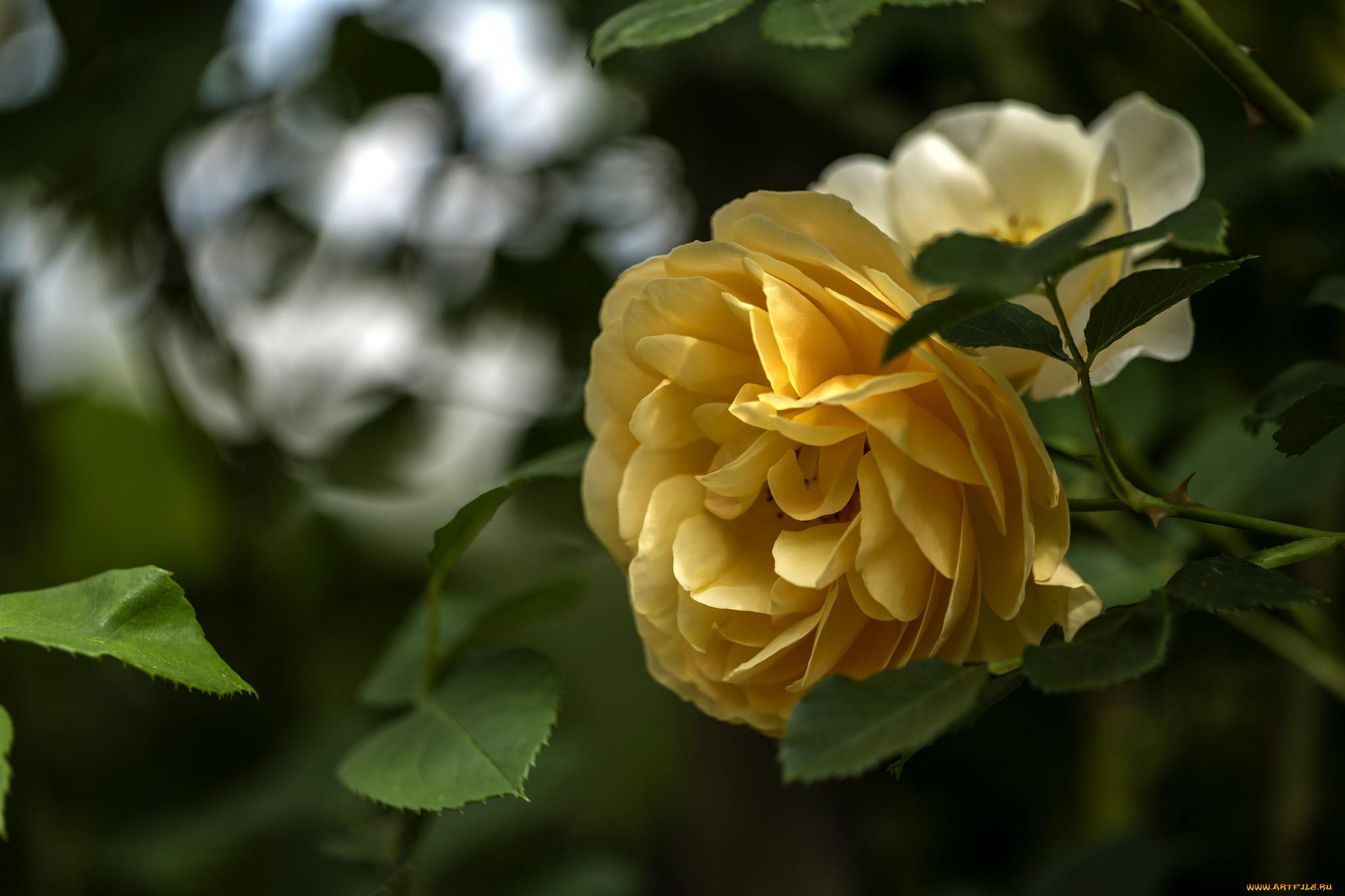 цветы, розы, бутон, лепестки