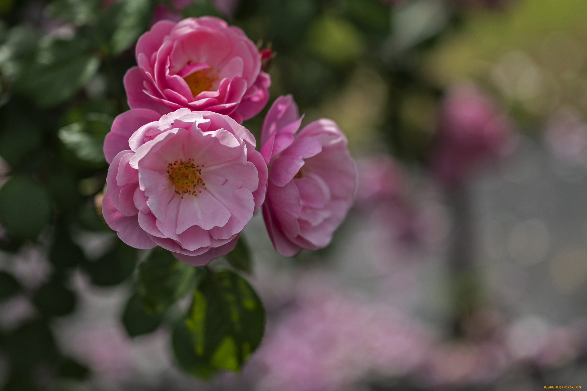 цветы, розы, лепестки, бутон