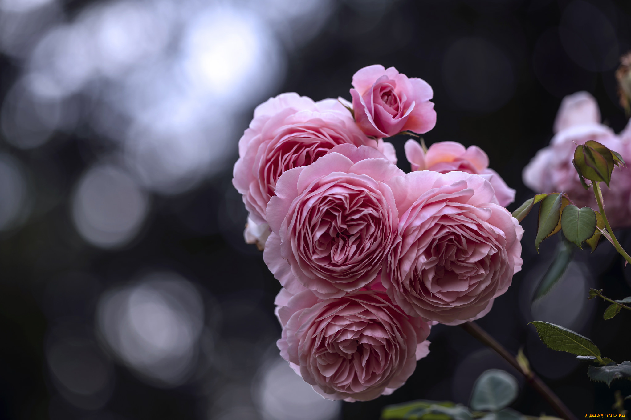 цветы, розы, лепестки, бутон