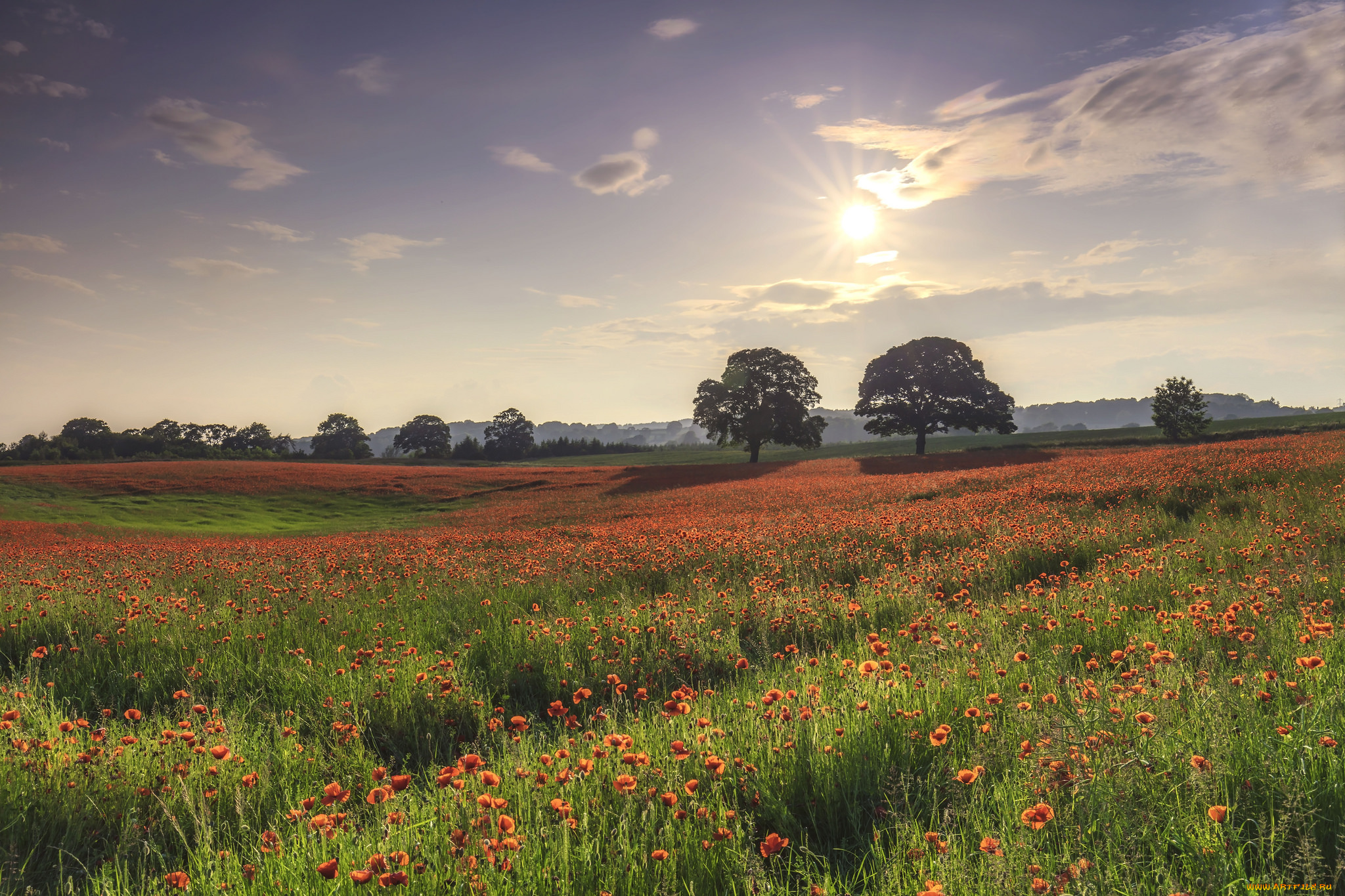 природа, поля, простор