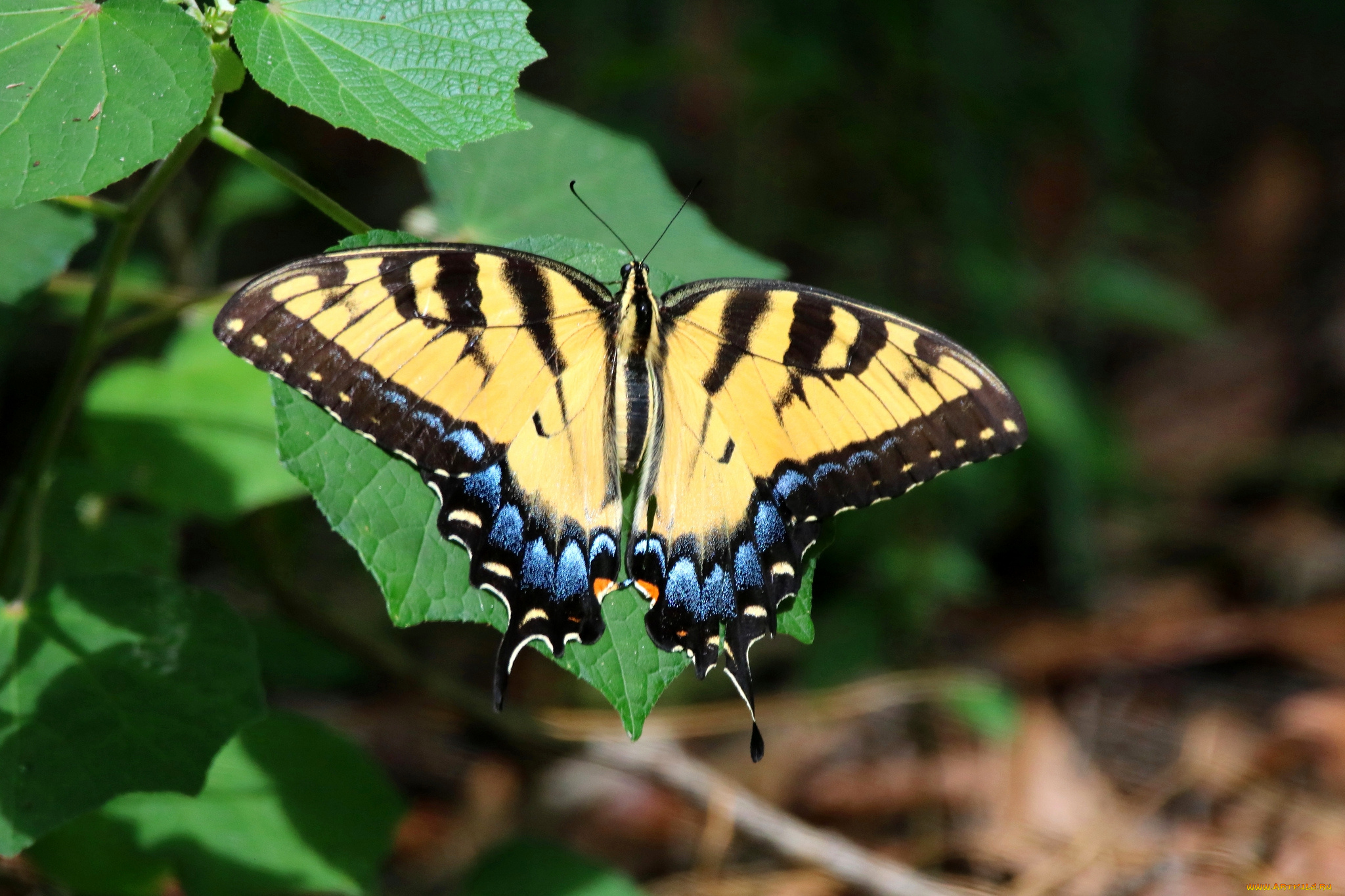 животные, бабочки, , мотыльки, , моли, бабочка