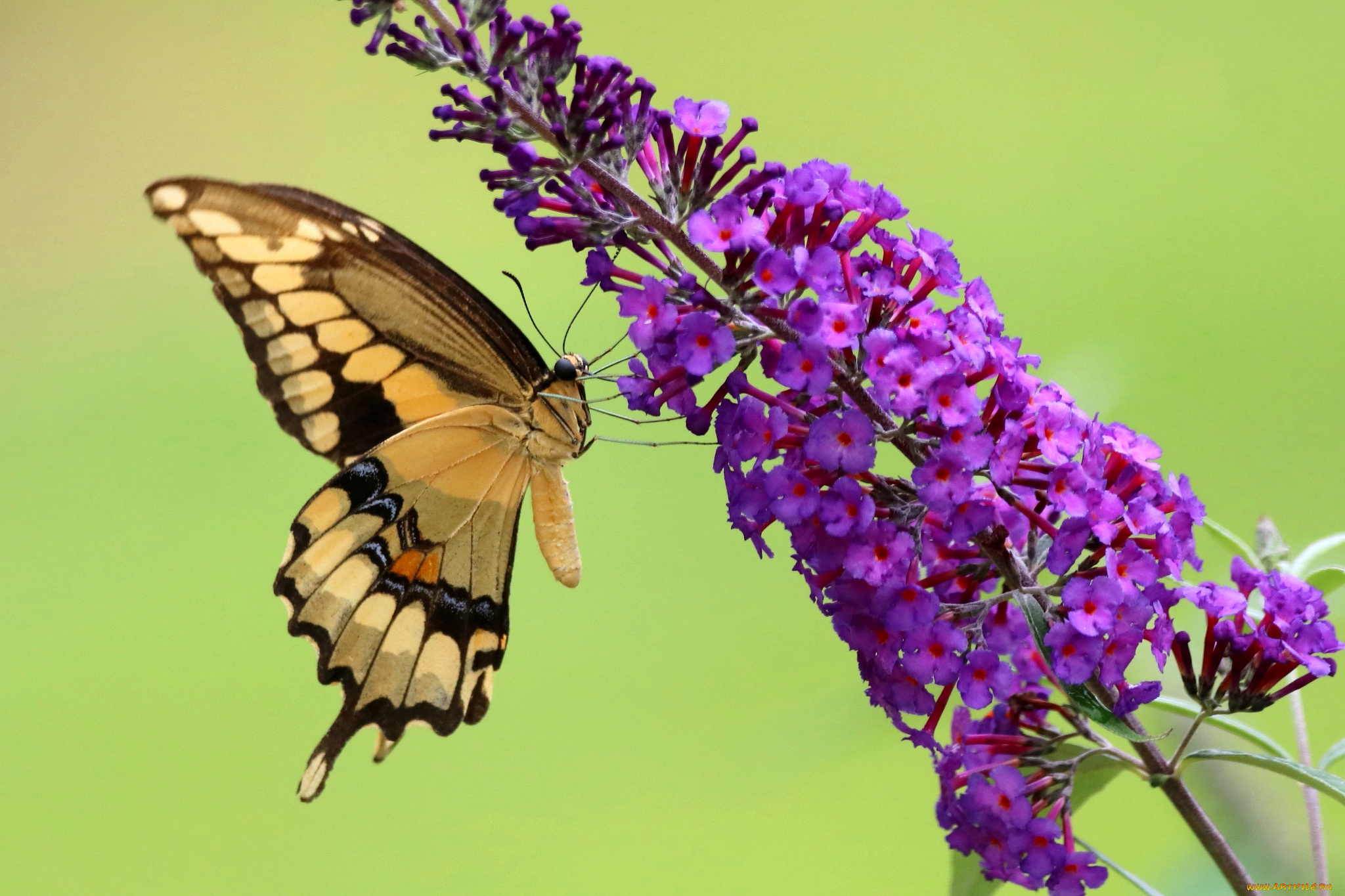 животные, бабочки, , мотыльки, , моли, бабочка