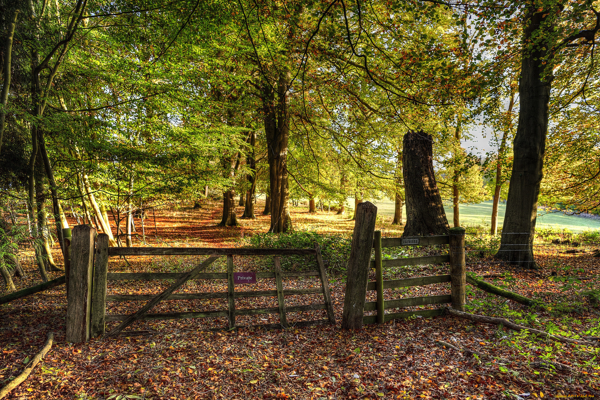 природа, лес, простор