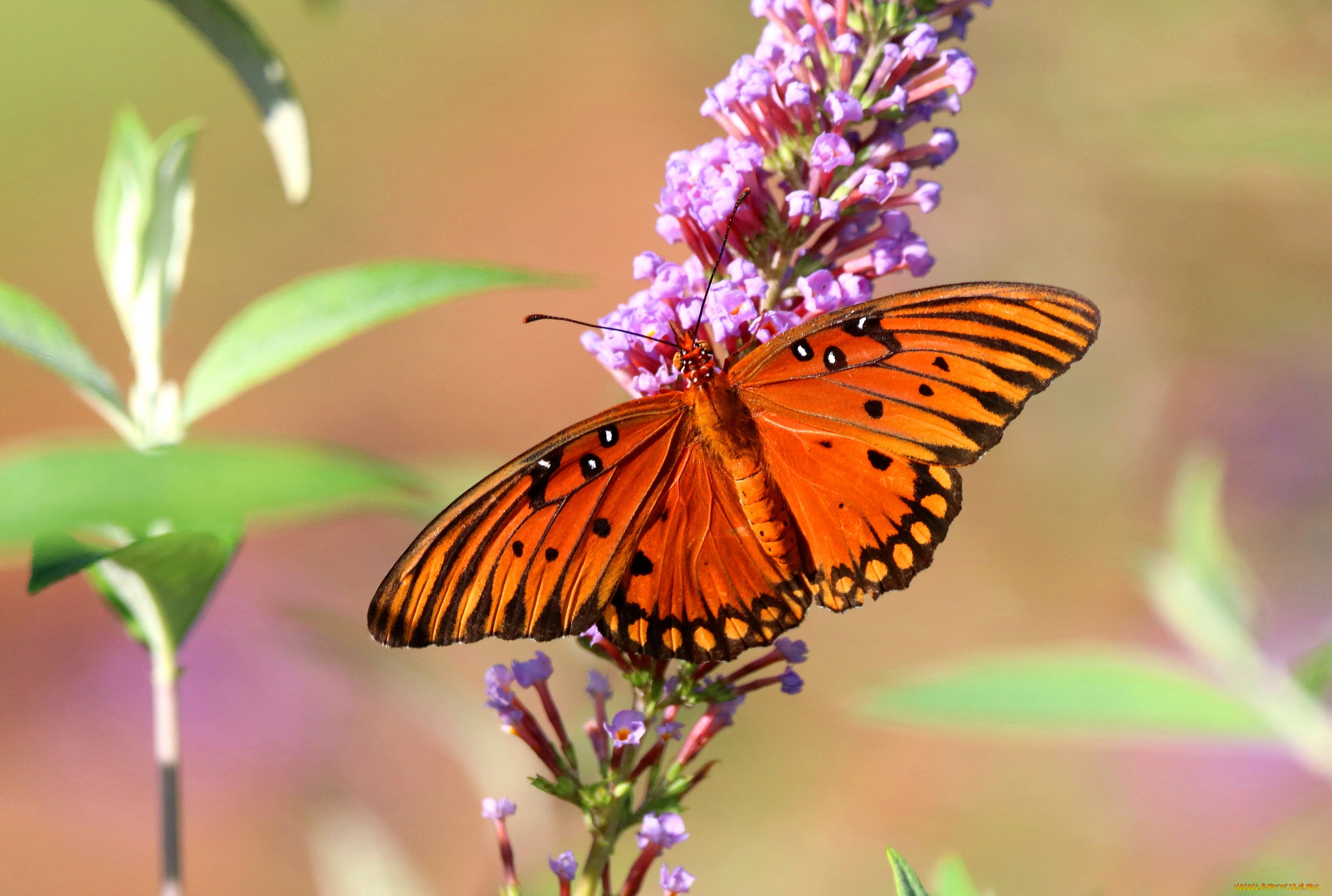 животные, бабочки, , мотыльки, , моли, бабочка