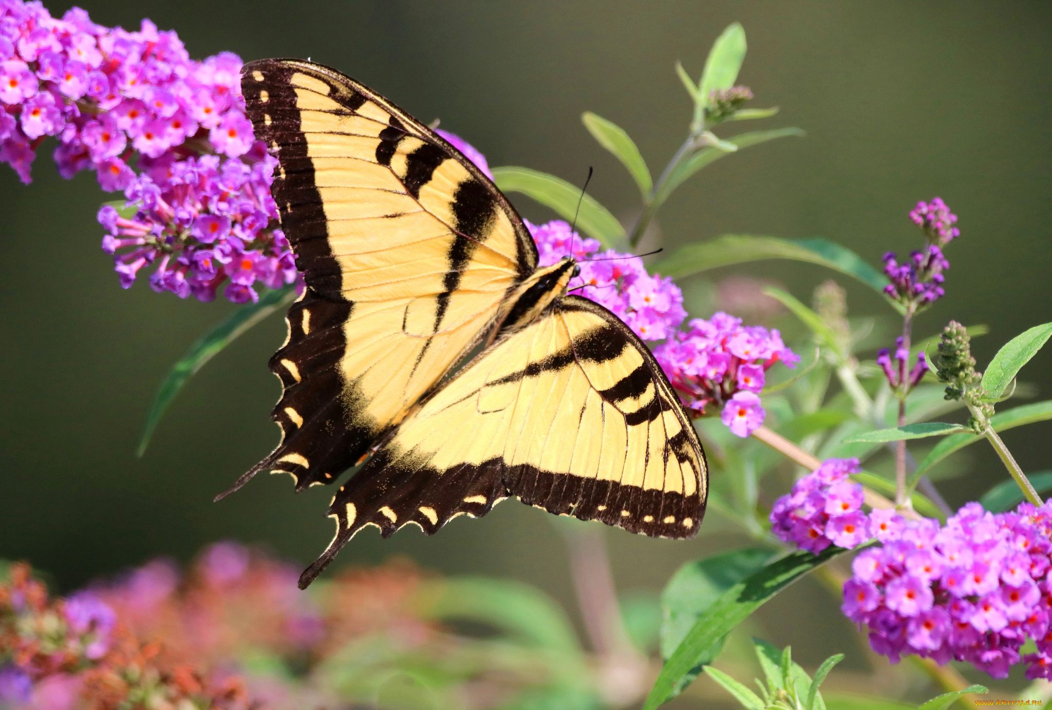животные, бабочки, , мотыльки, , моли, бабочка
