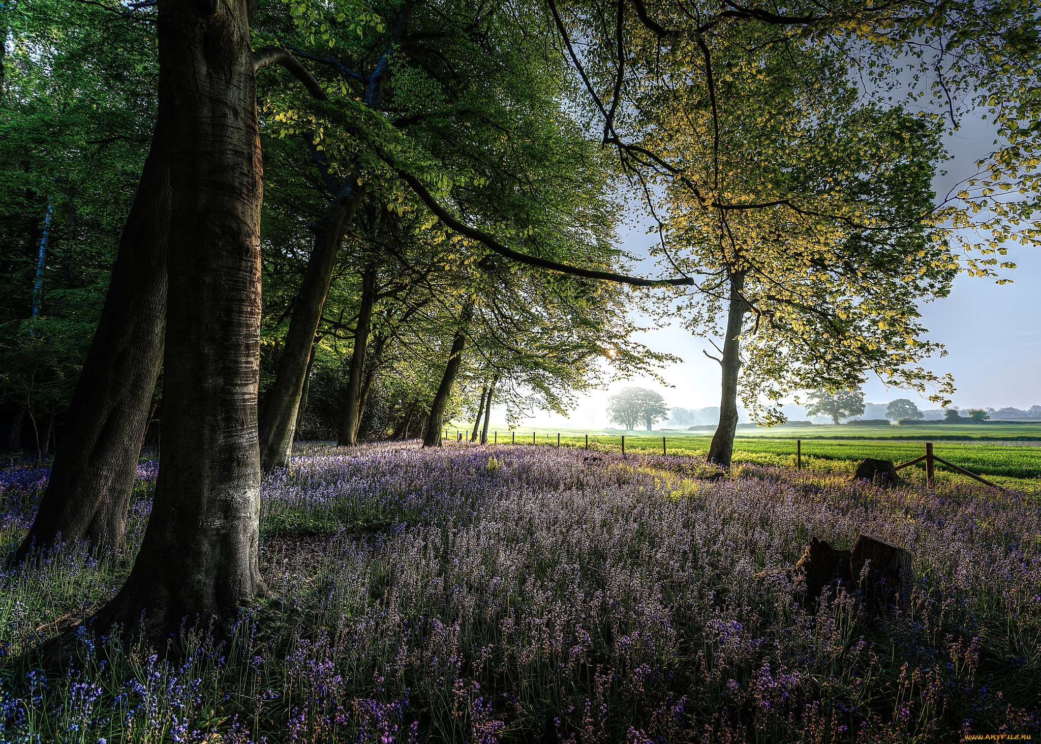 природа, лес, простор