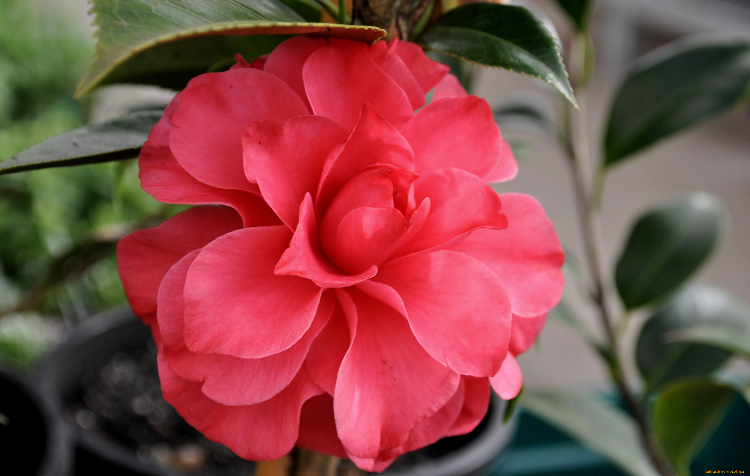 цветы, камелии, листья, розовая, камелия