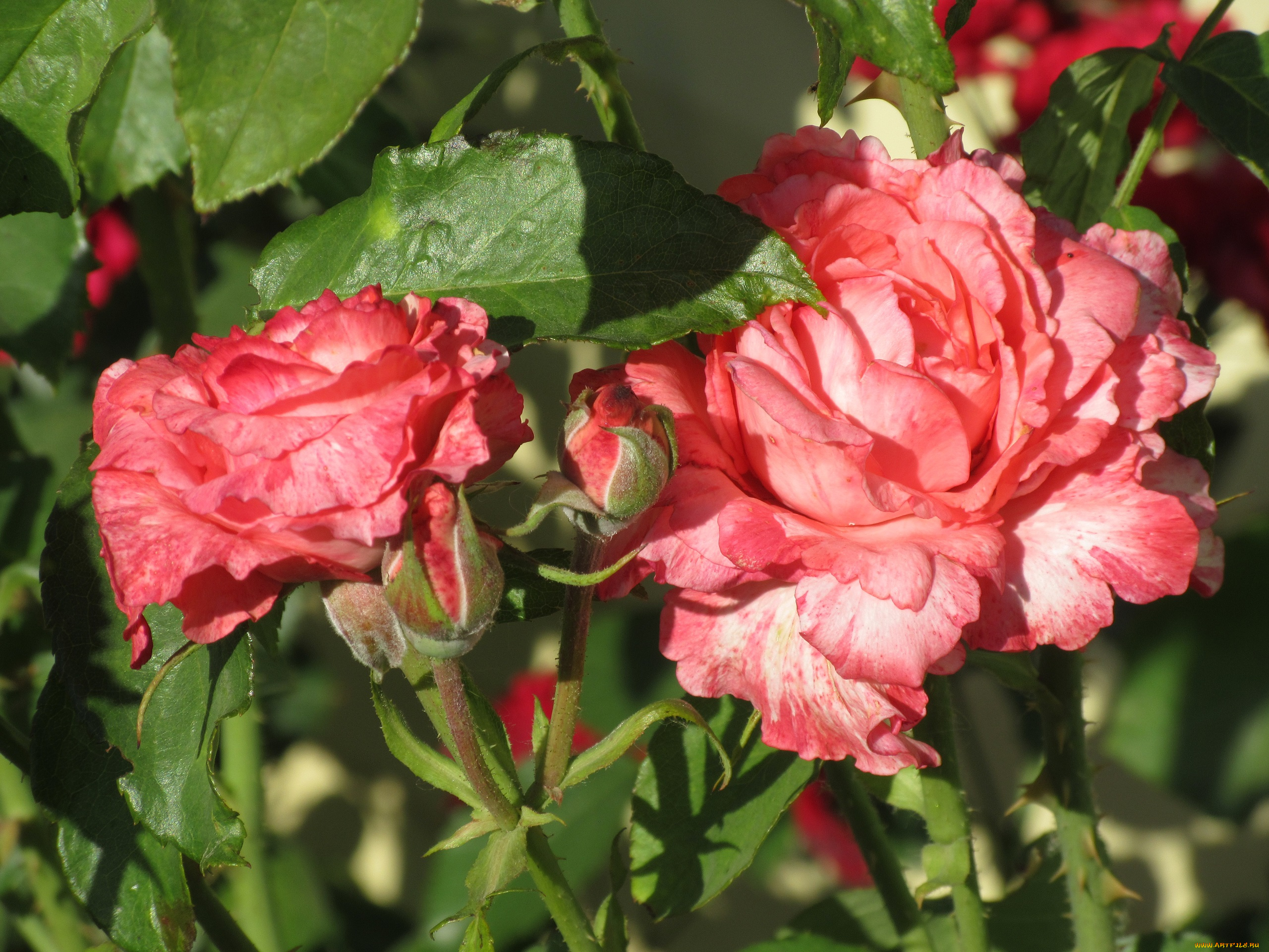 цветы, розы, лето, 2018