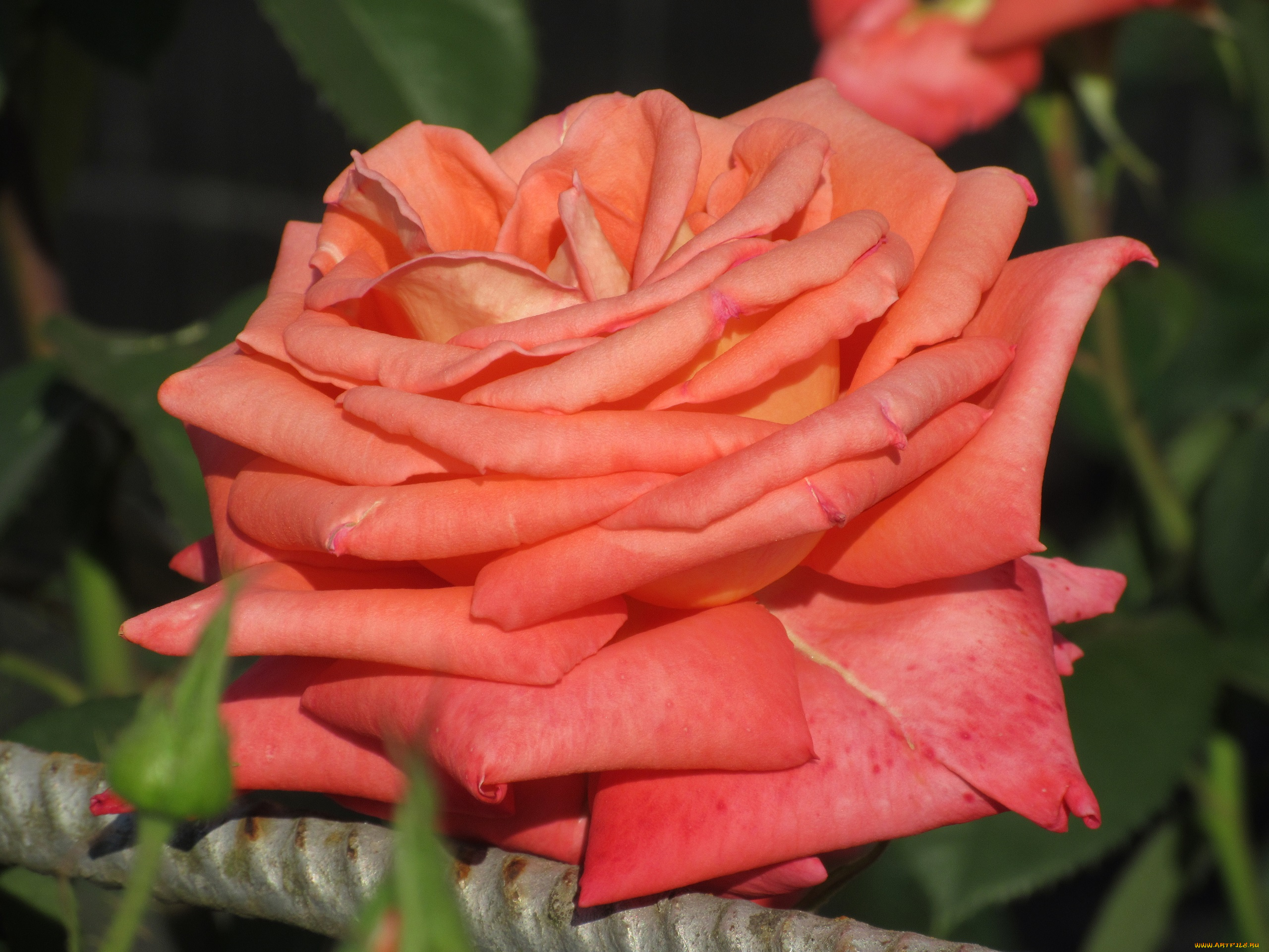 цветы, розы, весна, 2018