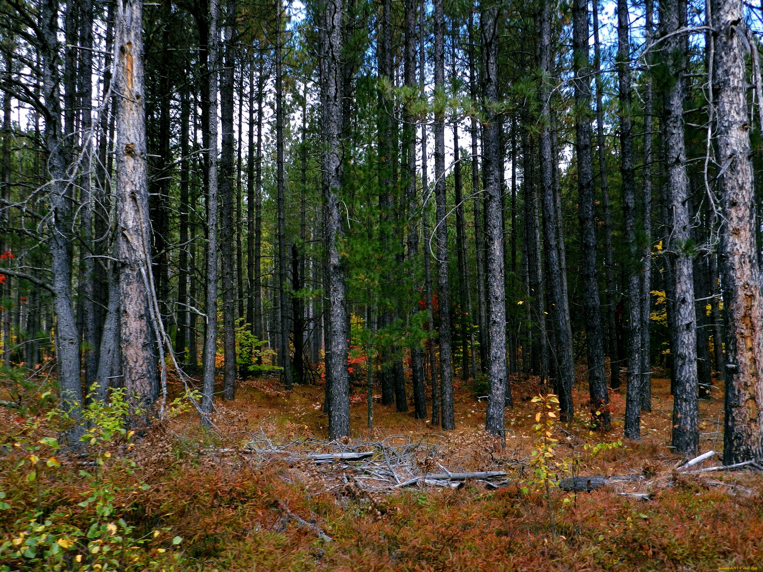 природа, лес, сосны