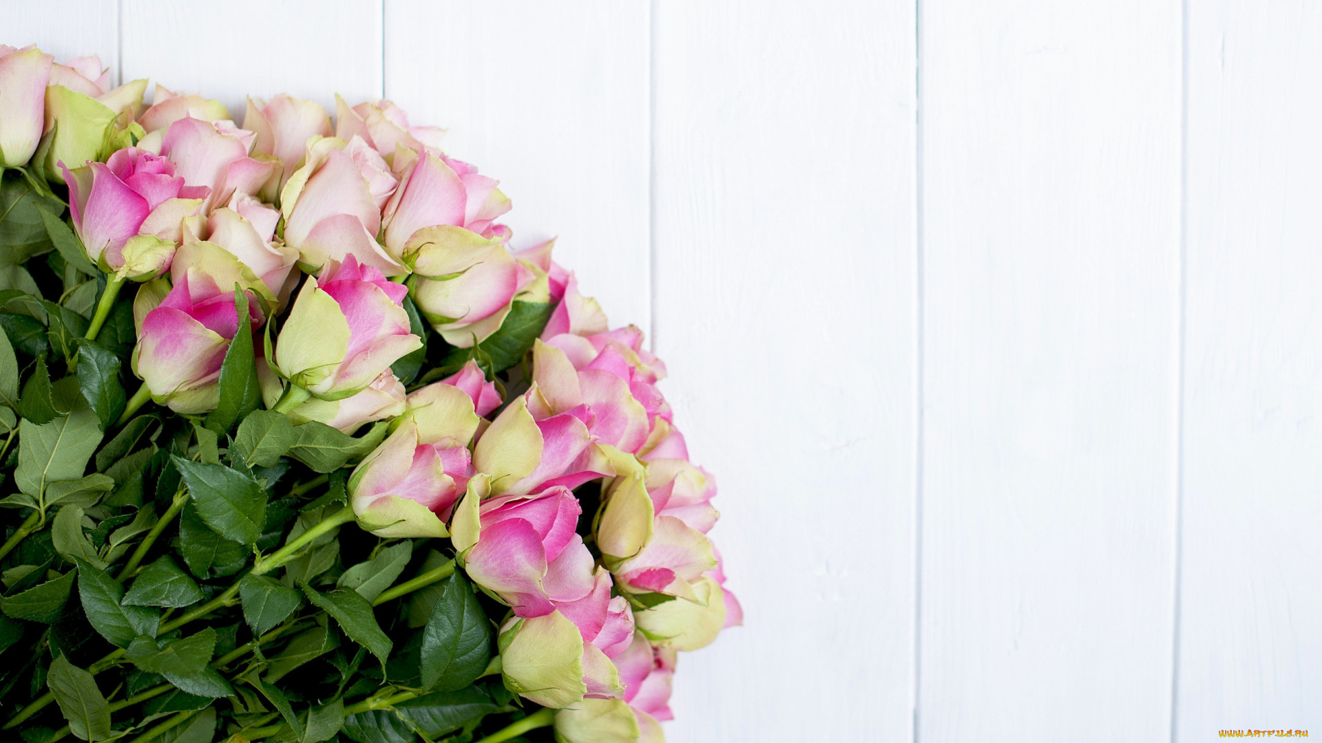 цветы, розы, бутоны