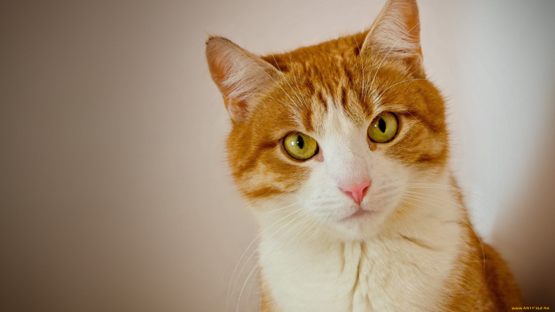 животные, коты, кот, рыжий, взгляд