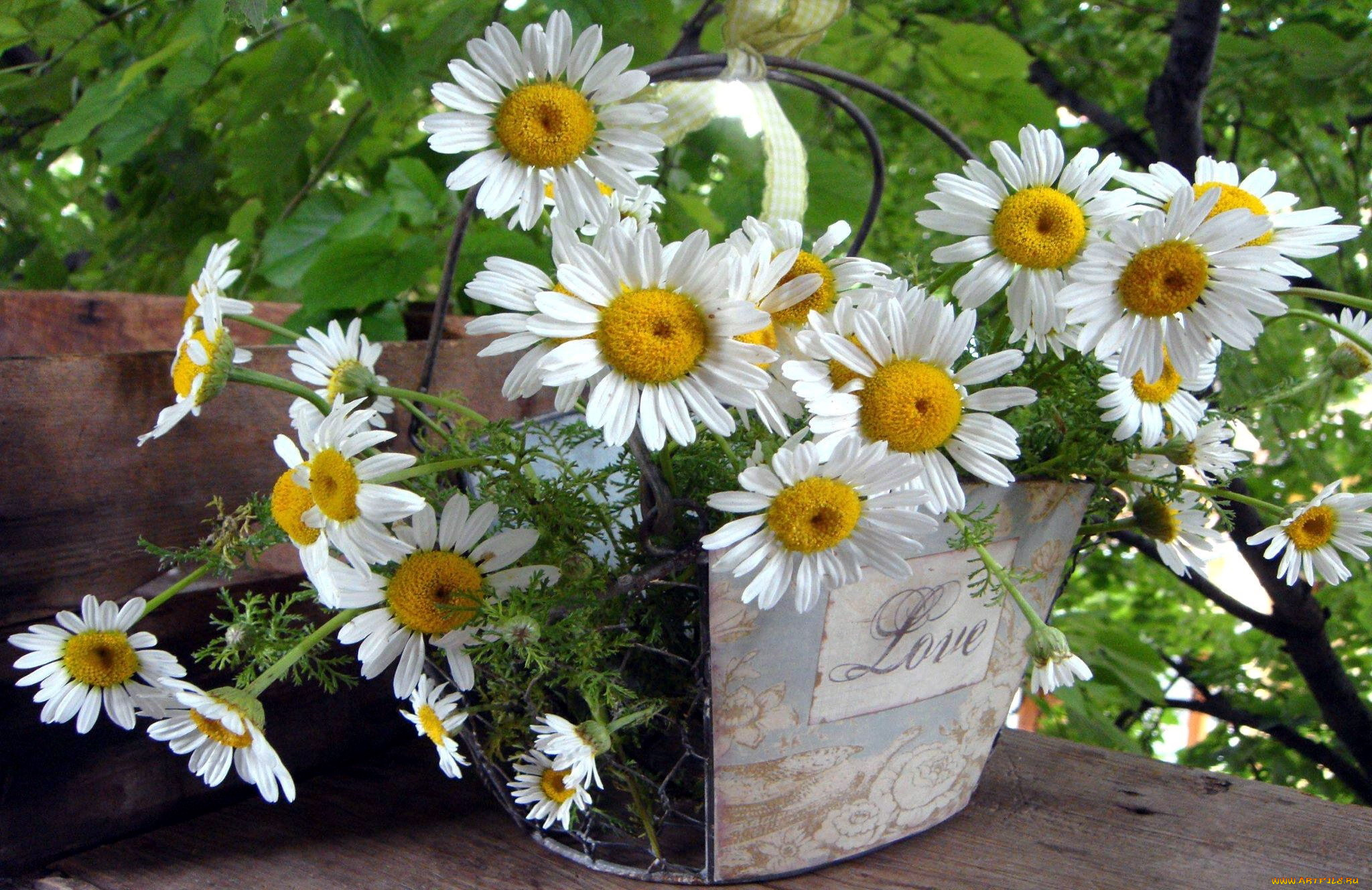 цветы, ромашки, белые