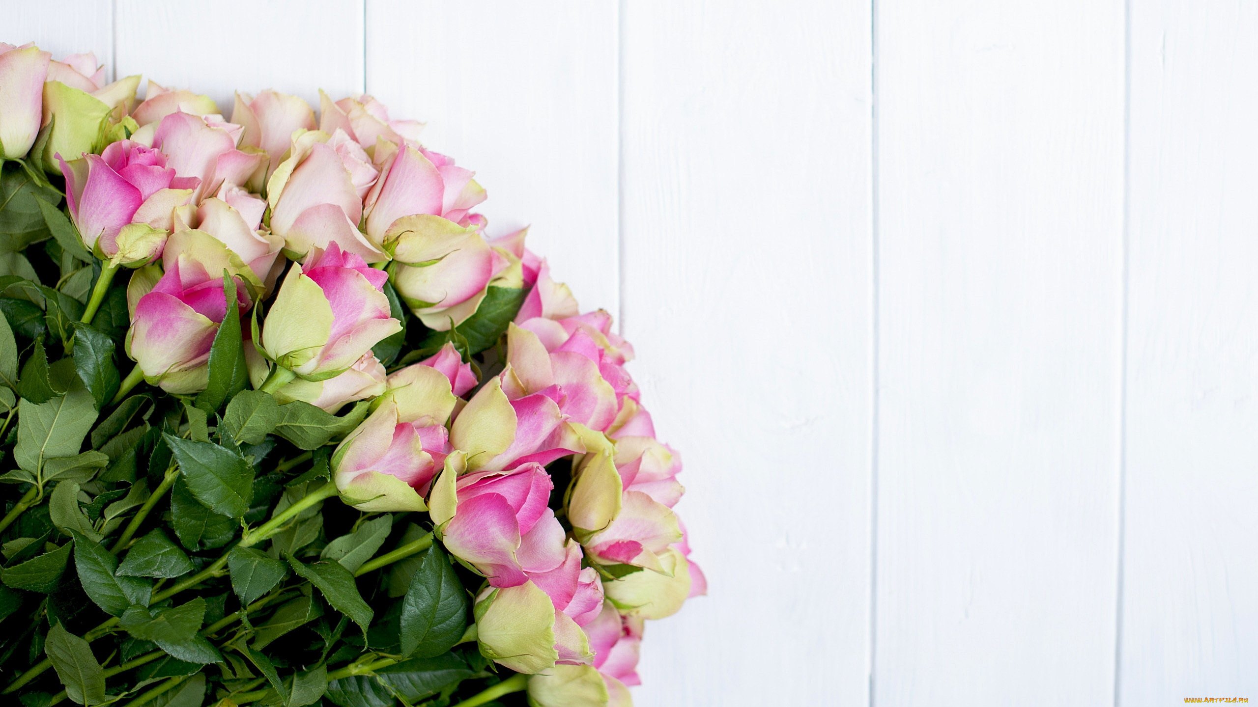 цветы, розы, бутоны