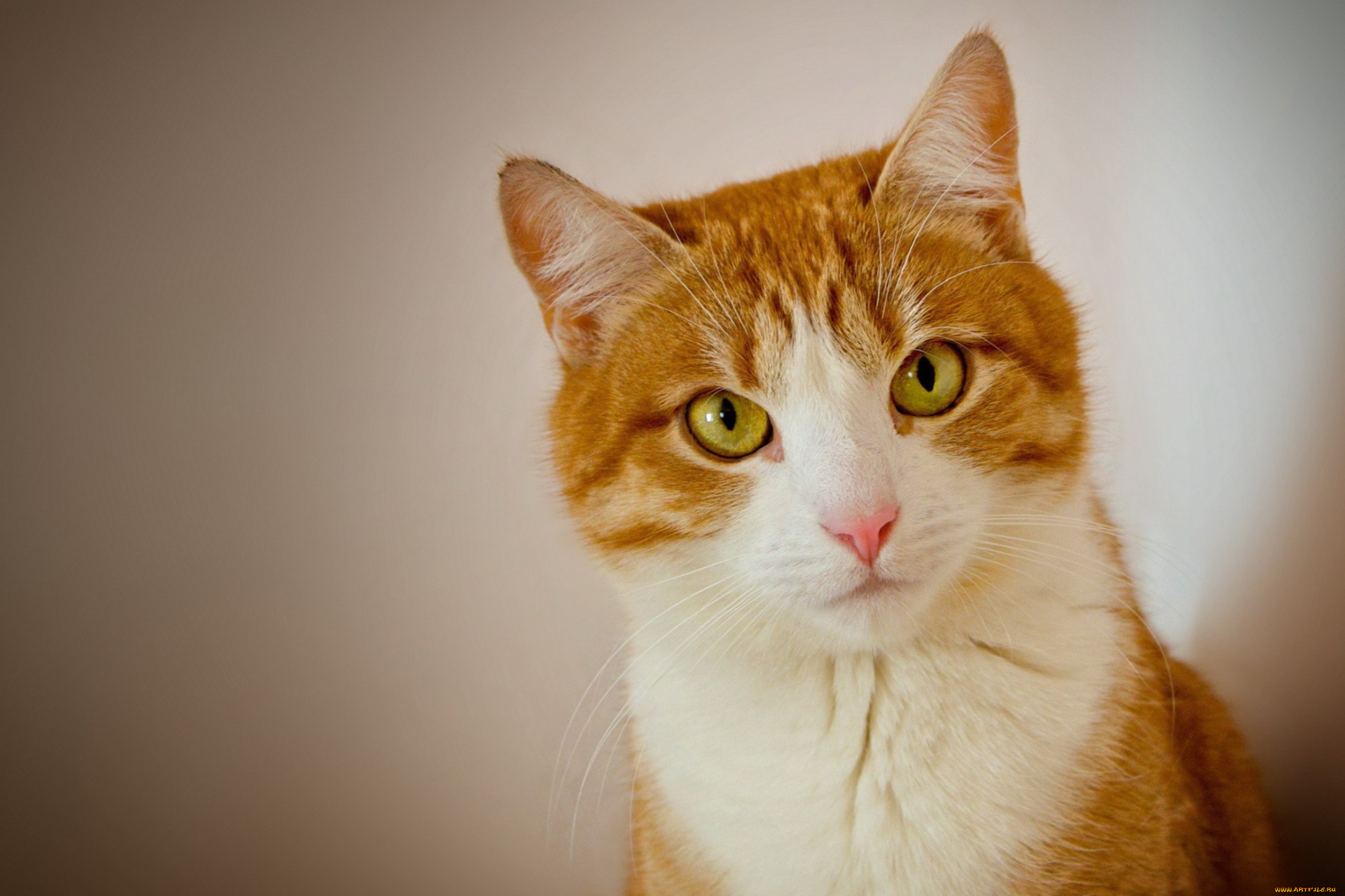 животные, коты, кот, рыжий, взгляд