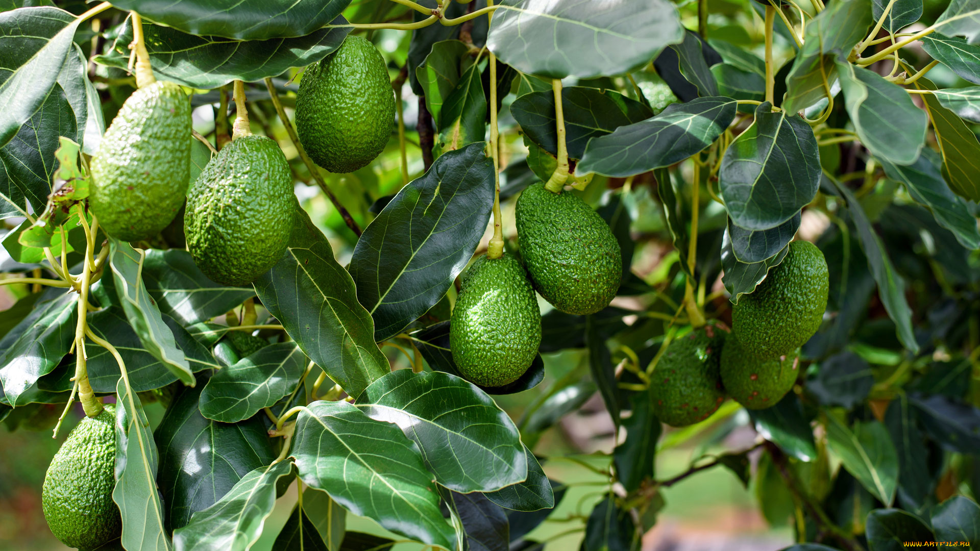 природа, плоды, авокадо