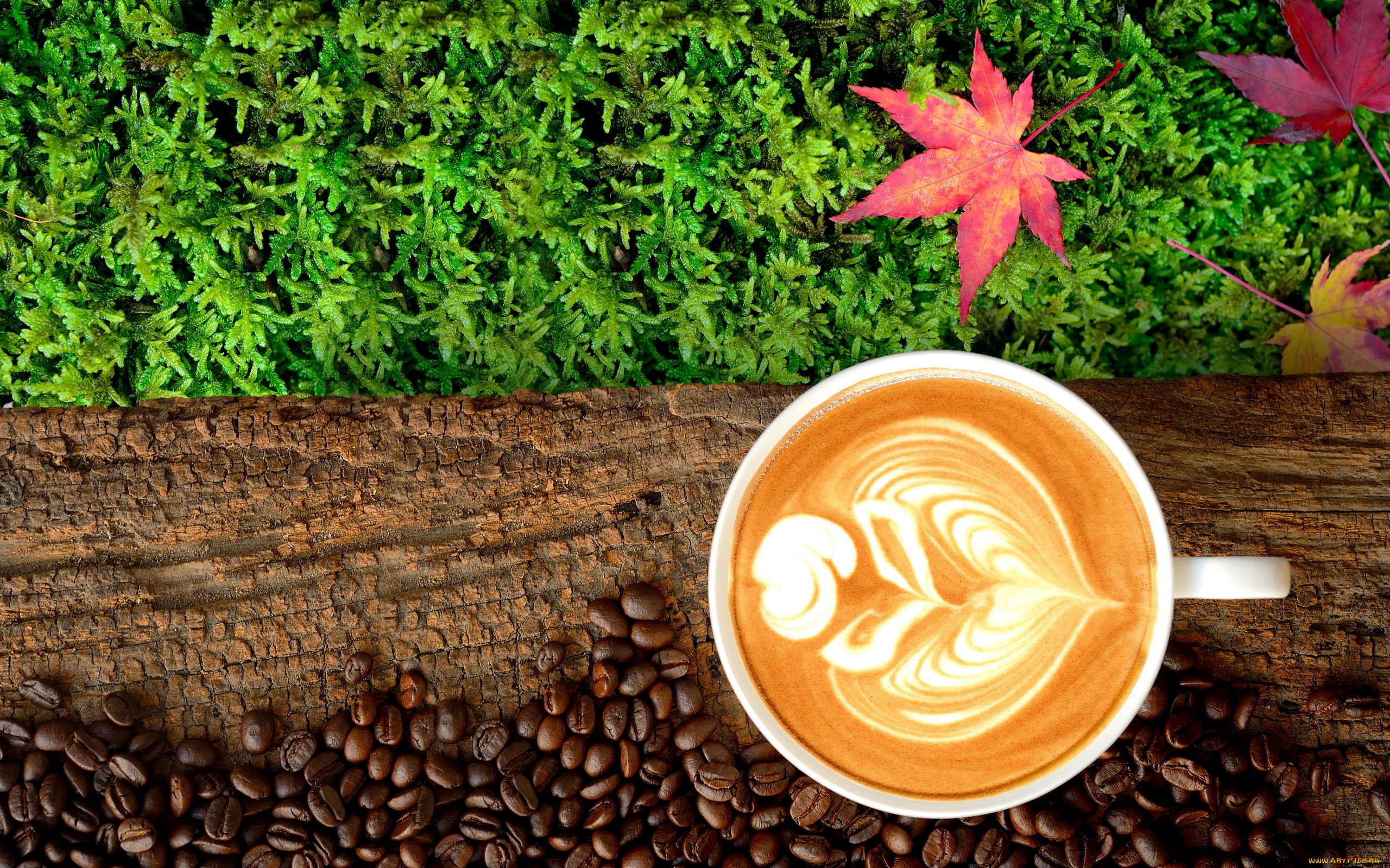 еда, кофе, , кофейные, зёрна