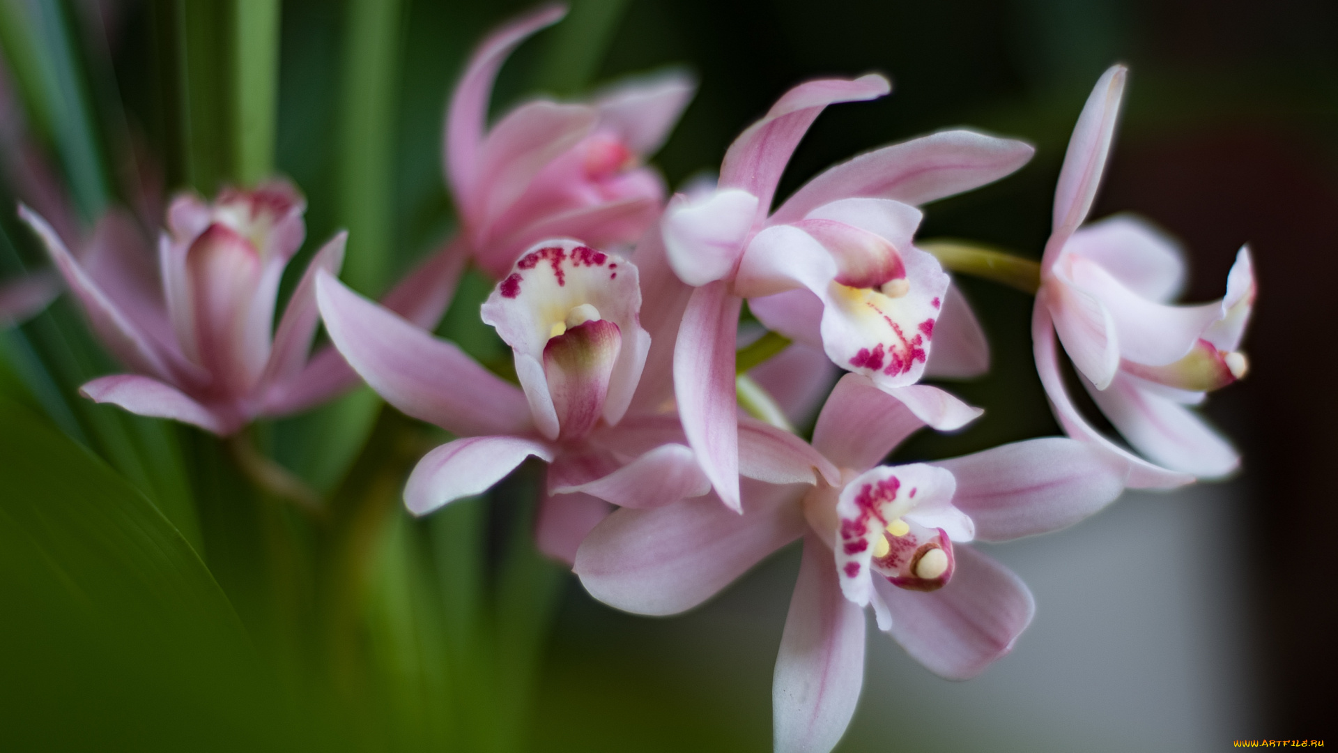 цветы, орхидеи