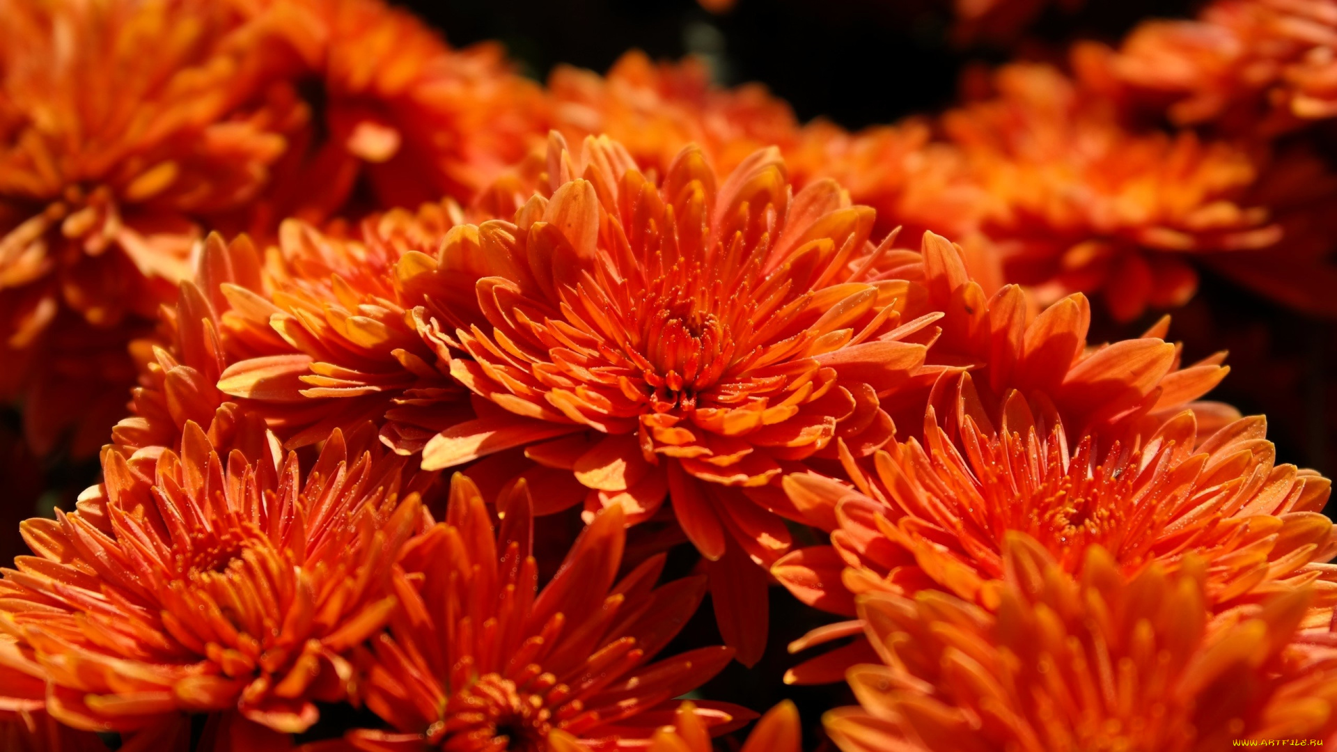 цветы, хризантемы, оренжевые