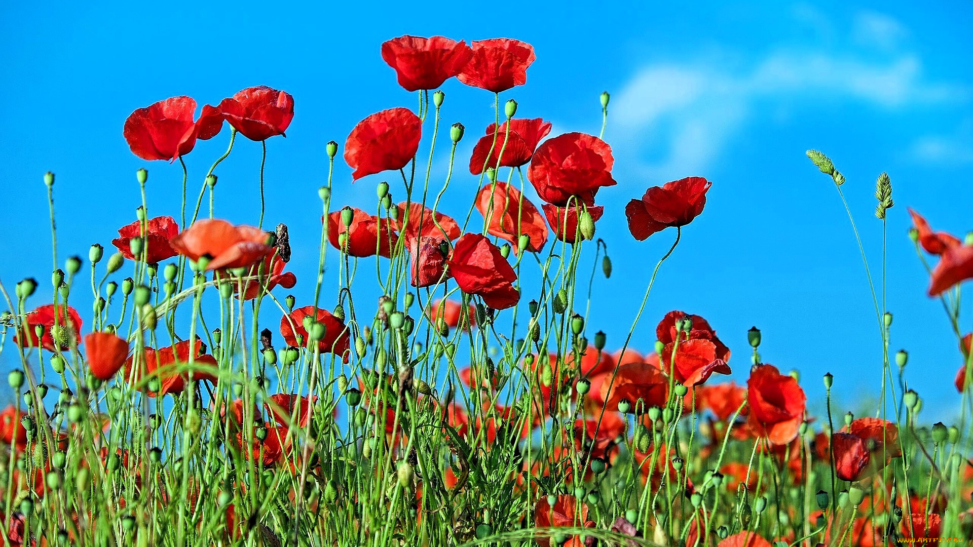 цветы, маки, красные, поле