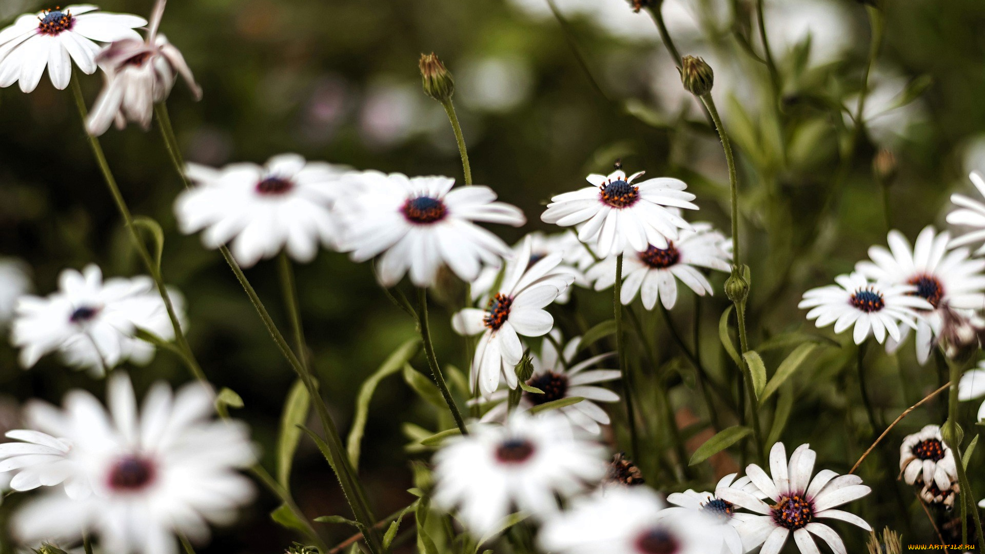 цветы, ромашки, белые, луг