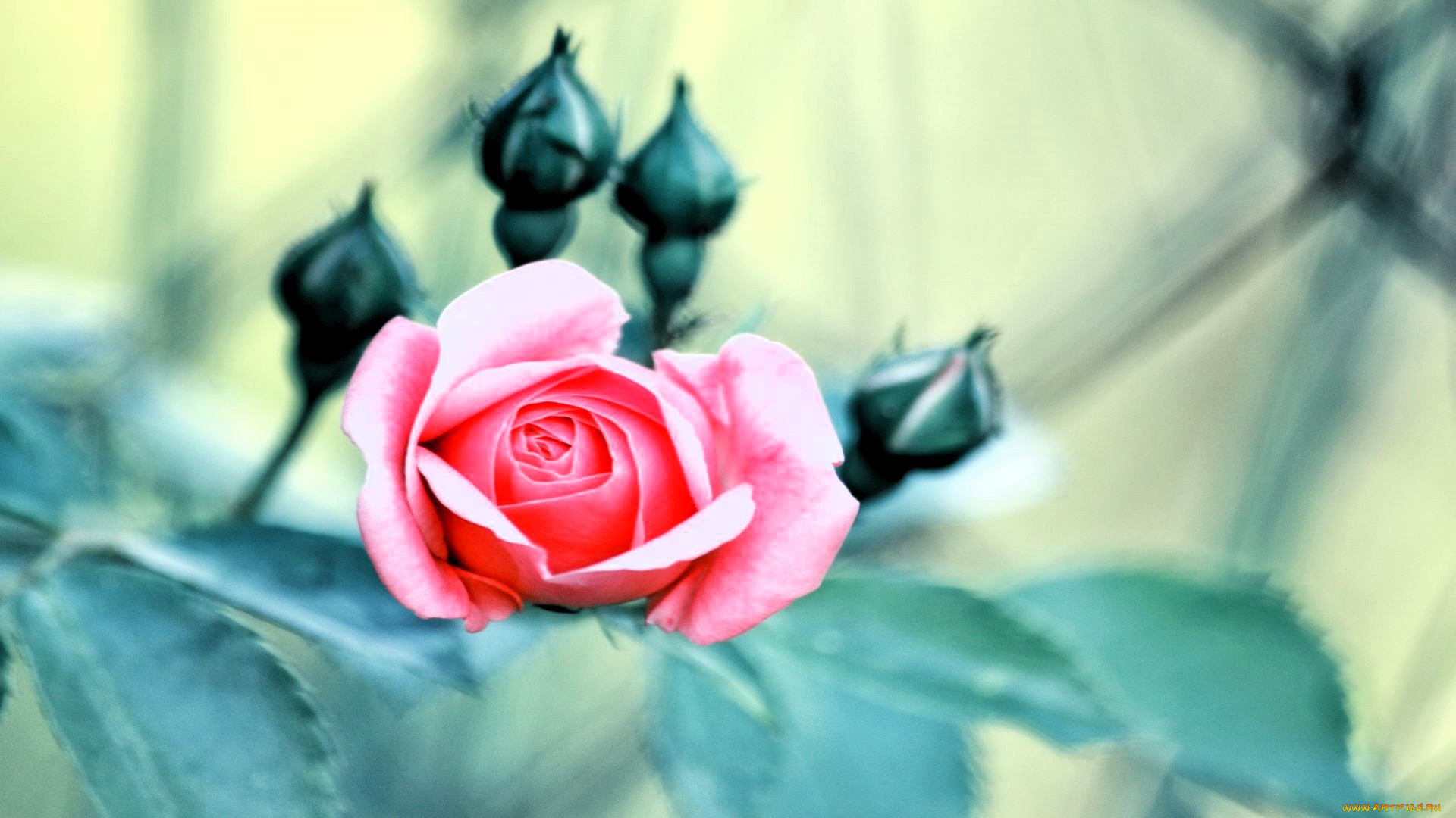 цветы, розы, роза, розовая, бутоны, ветка, листья